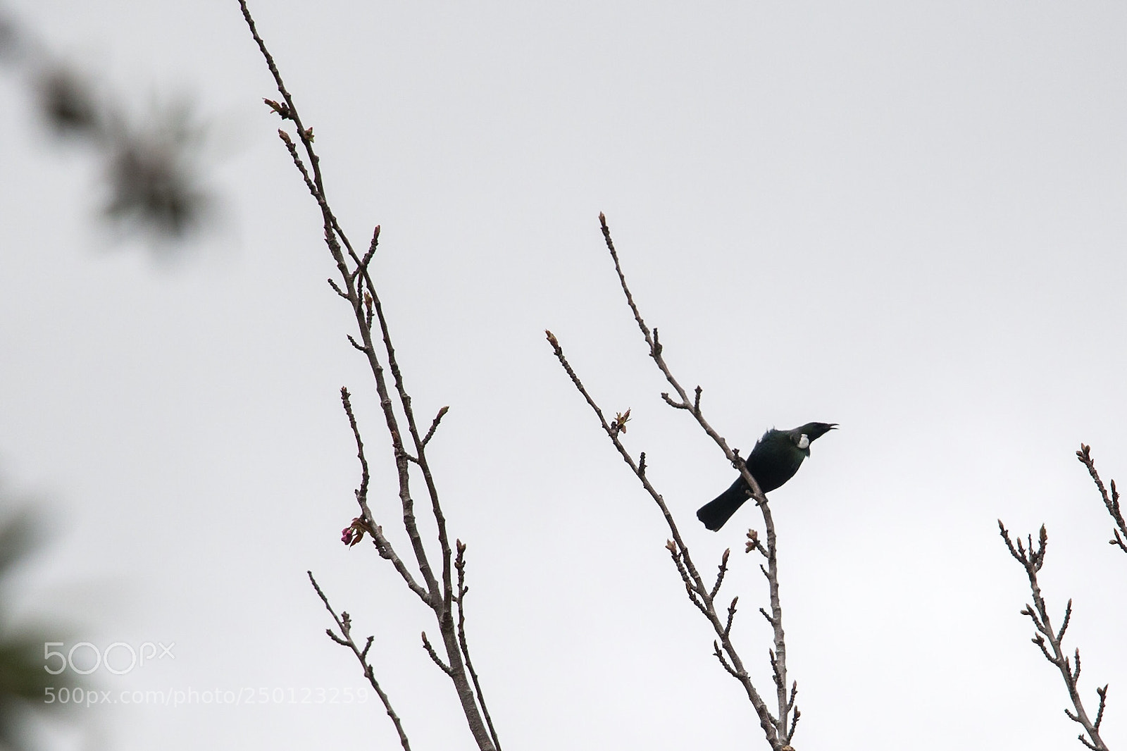Canon EOS 70D sample photo. Tui photography