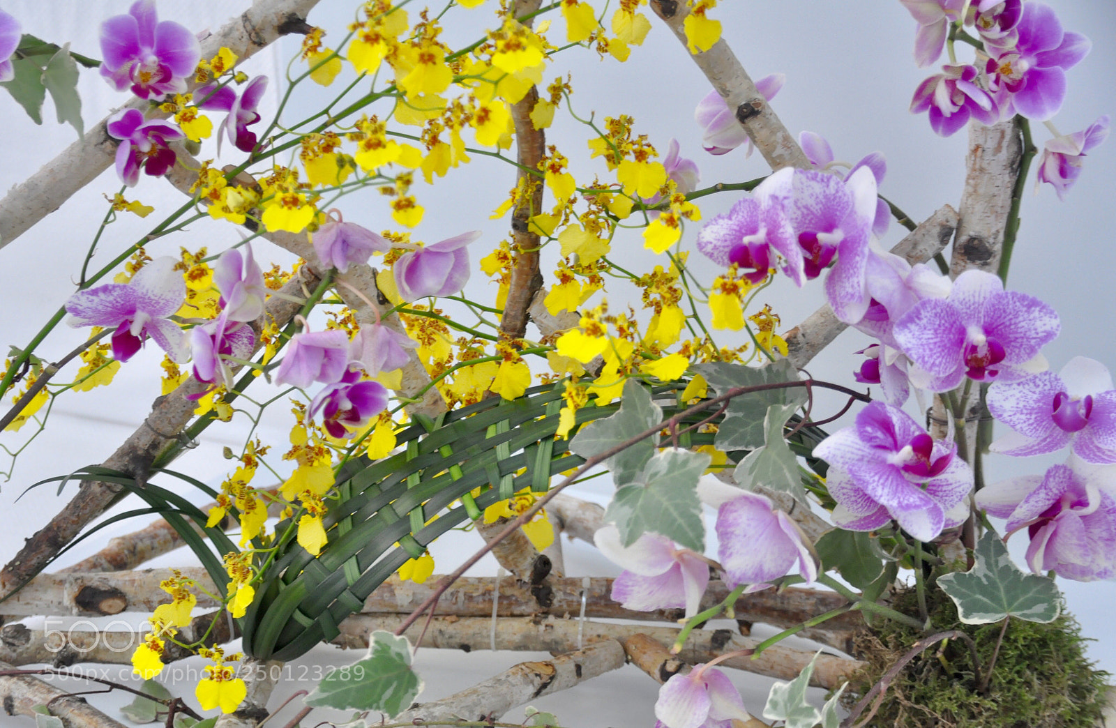 Nikon D90 sample photo. Orchids photography