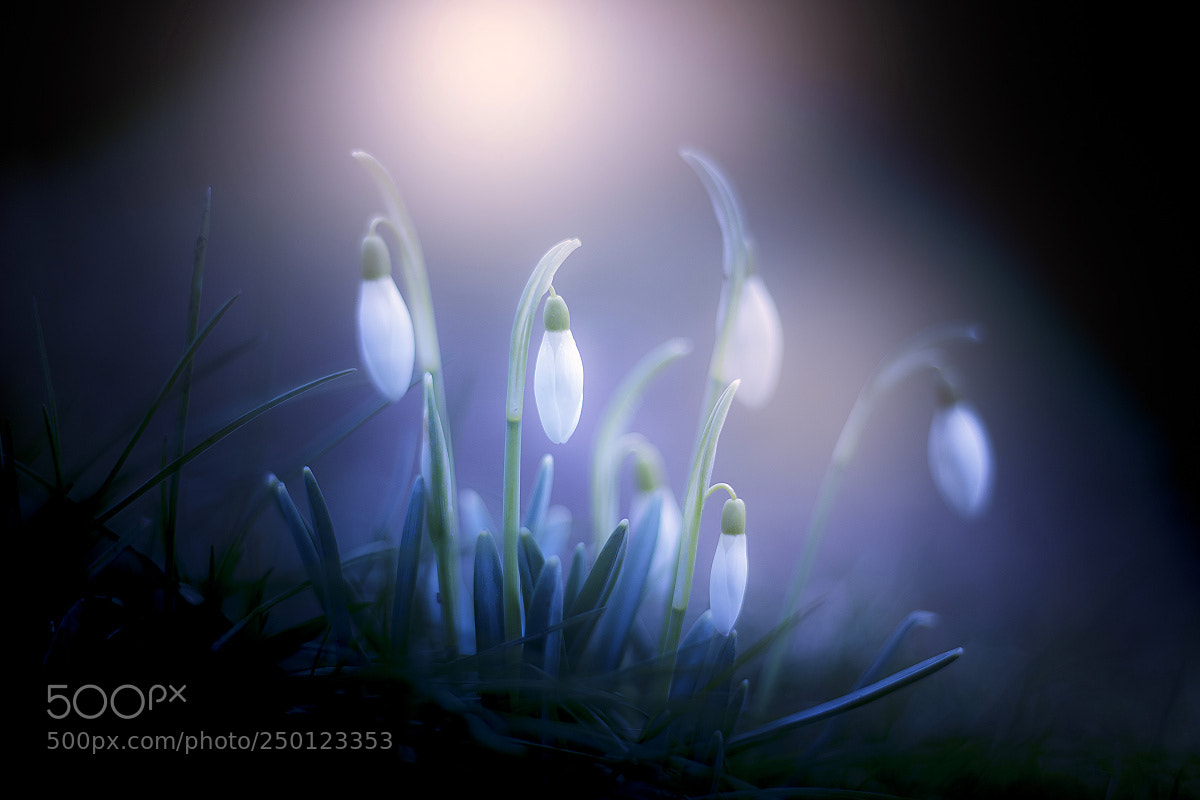 Canon EOS 600D (Rebel EOS T3i / EOS Kiss X5) sample photo. Snowdrop photography