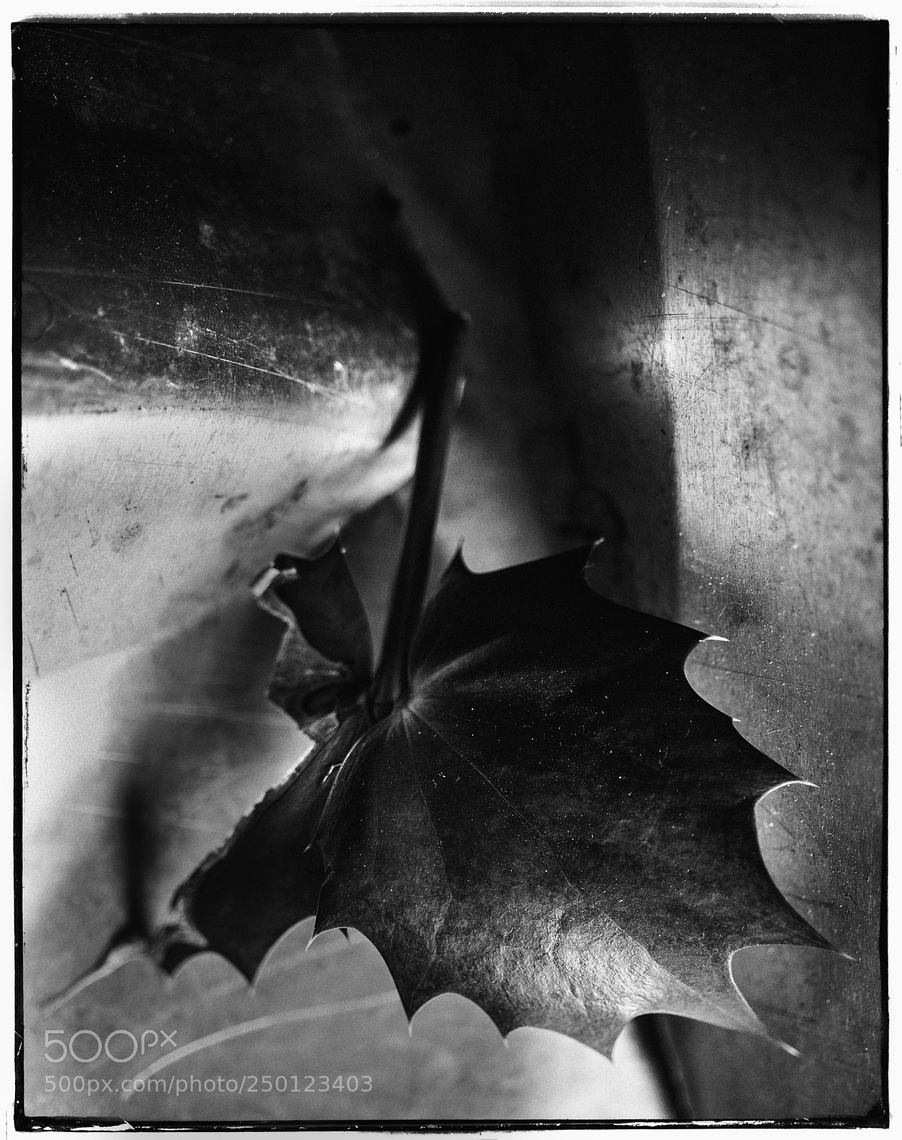 Sony a7 sample photo. Damaged leaf cinematic photography