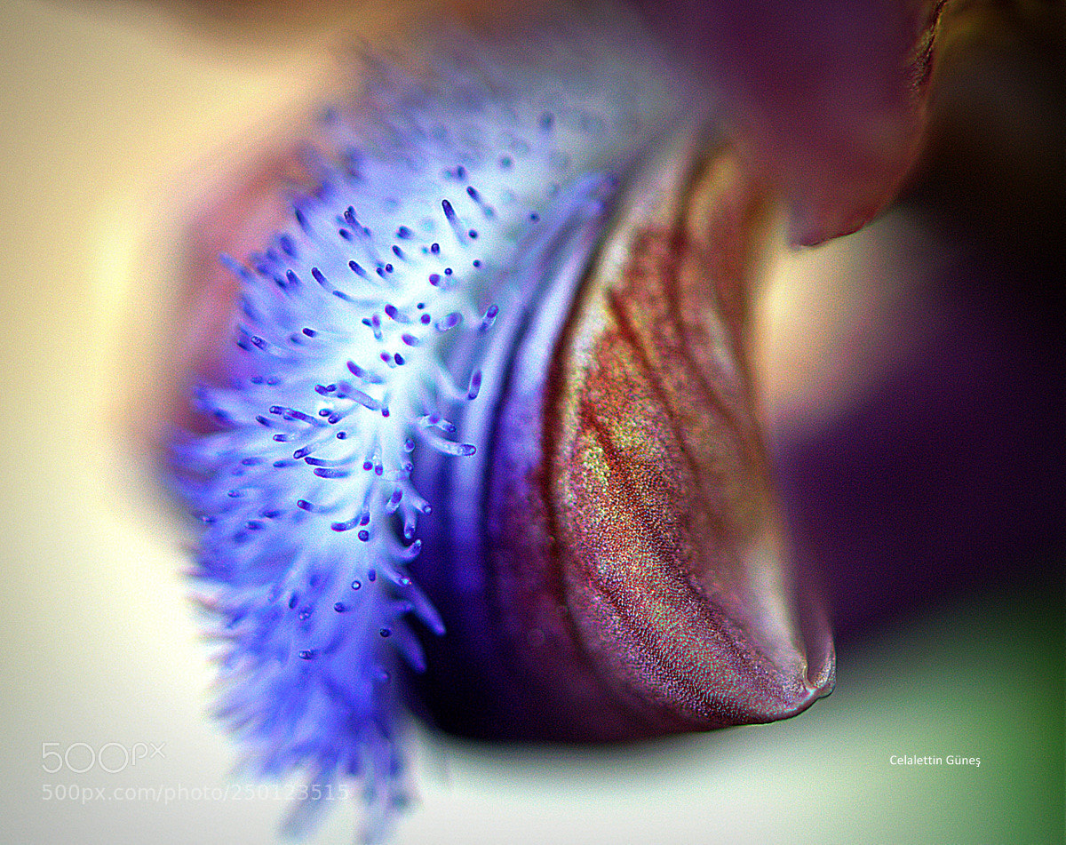 Nikon D300 sample photo. Nevruz photography