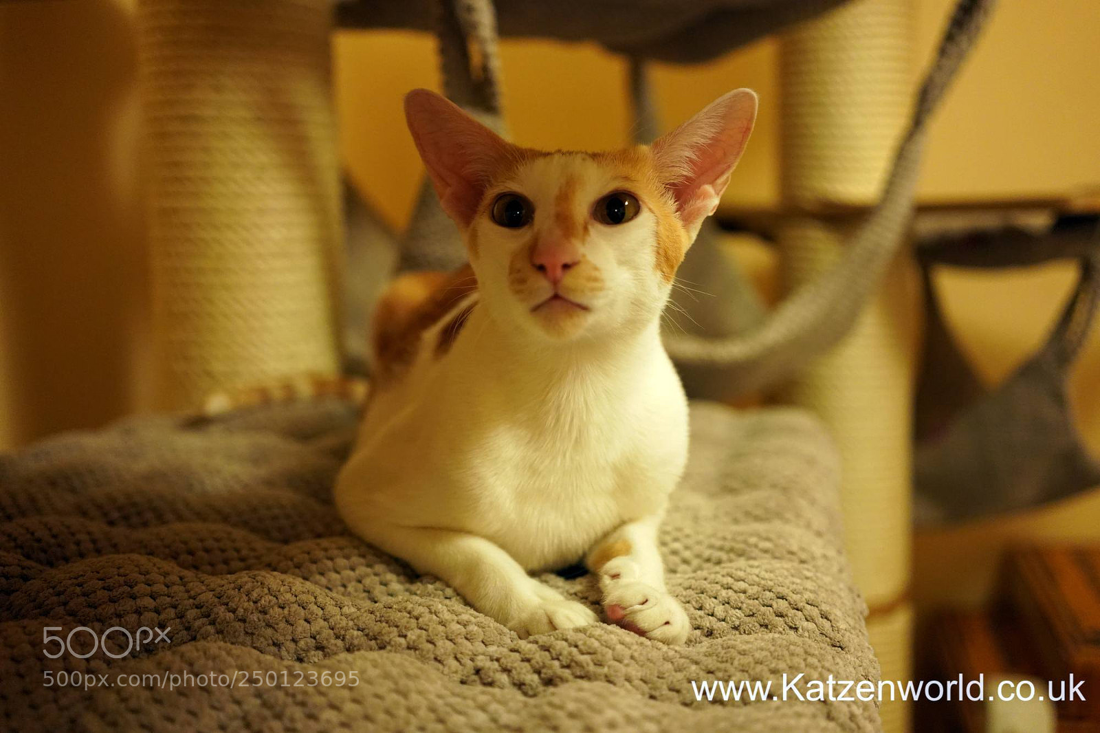 Sony a9 sample photo. Essential cat furniture photography