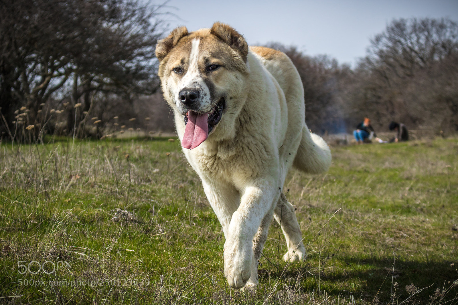 Canon EOS 750D (EOS Rebel T6i / EOS Kiss X8i) sample photo. Sheep-dog photography