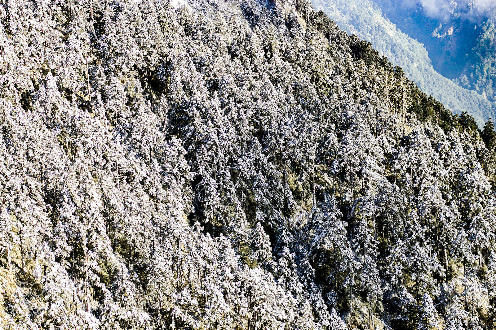 Sony ILCA-77M2 sample photo. 雪 photography