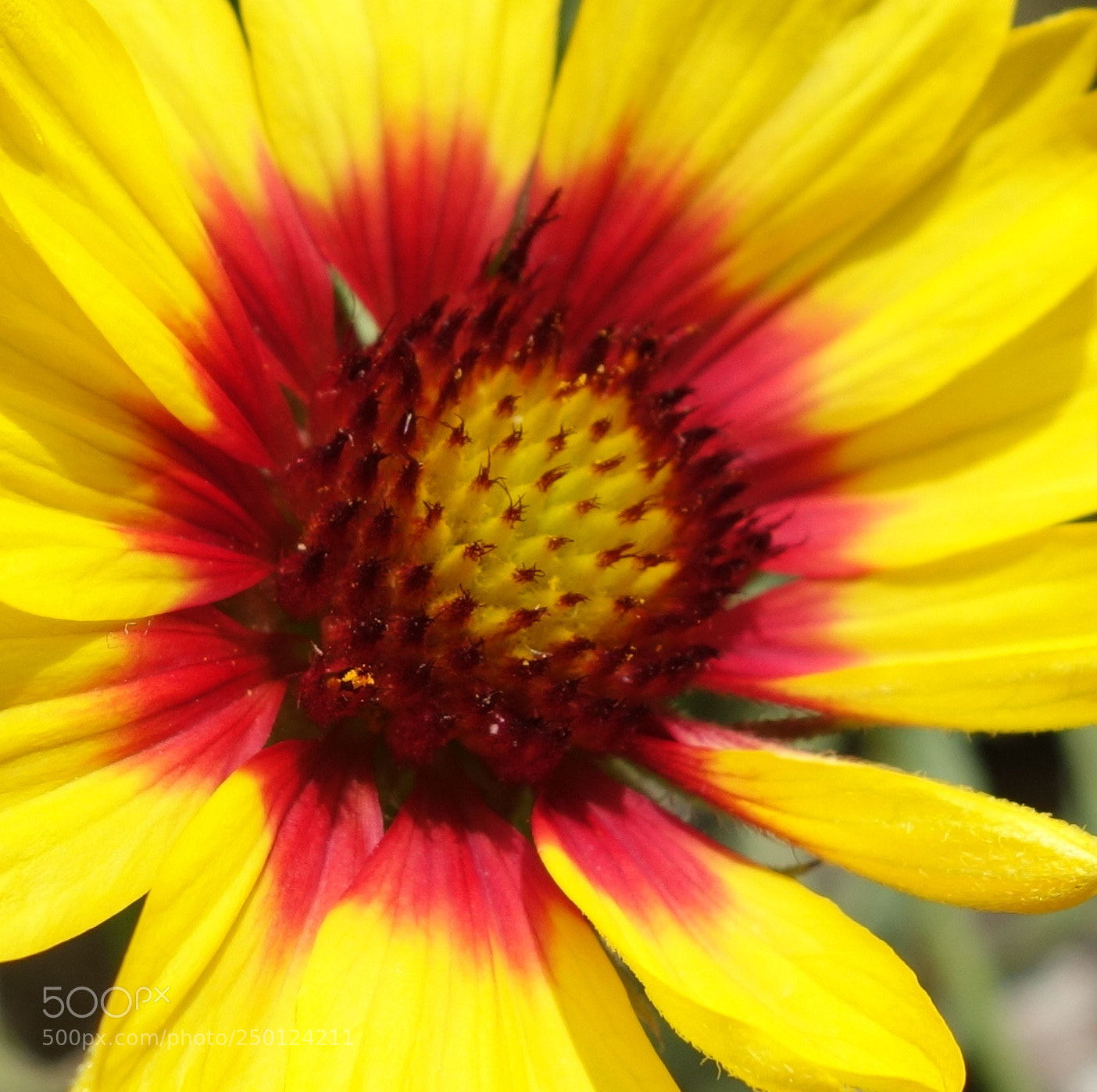 Sony Cyber-shot DSC-RX100 II sample photo. Ceinture verte paris () photography