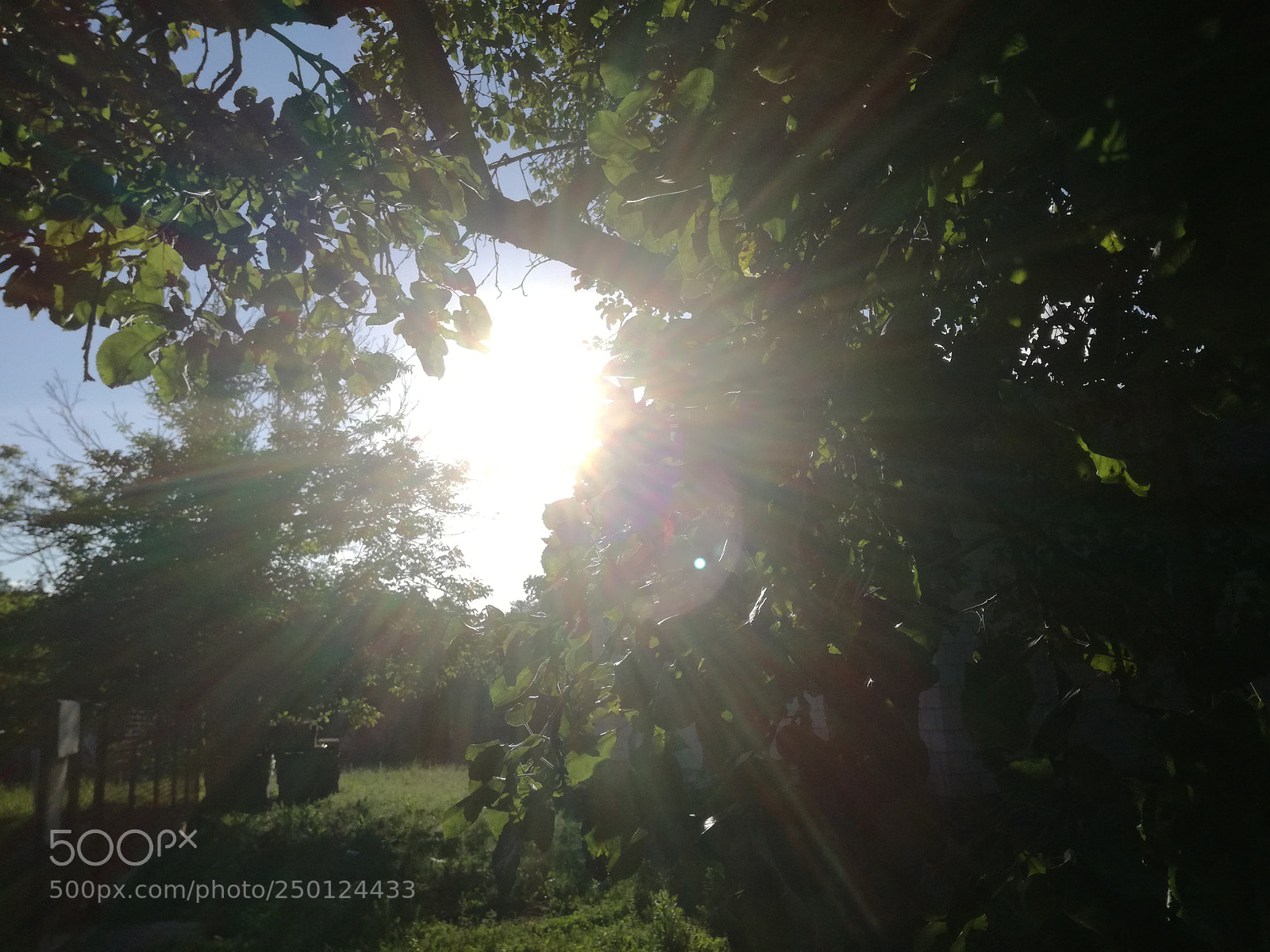 HUAWEI P9 LITE sample photo. Sun. photography