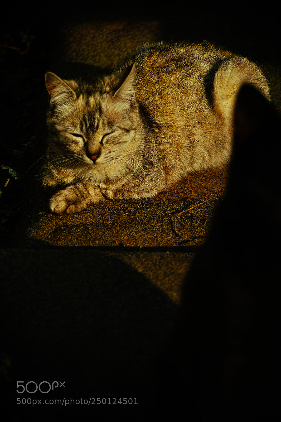 Sigma DP3 Merrill sample photo. Cat every day photography
