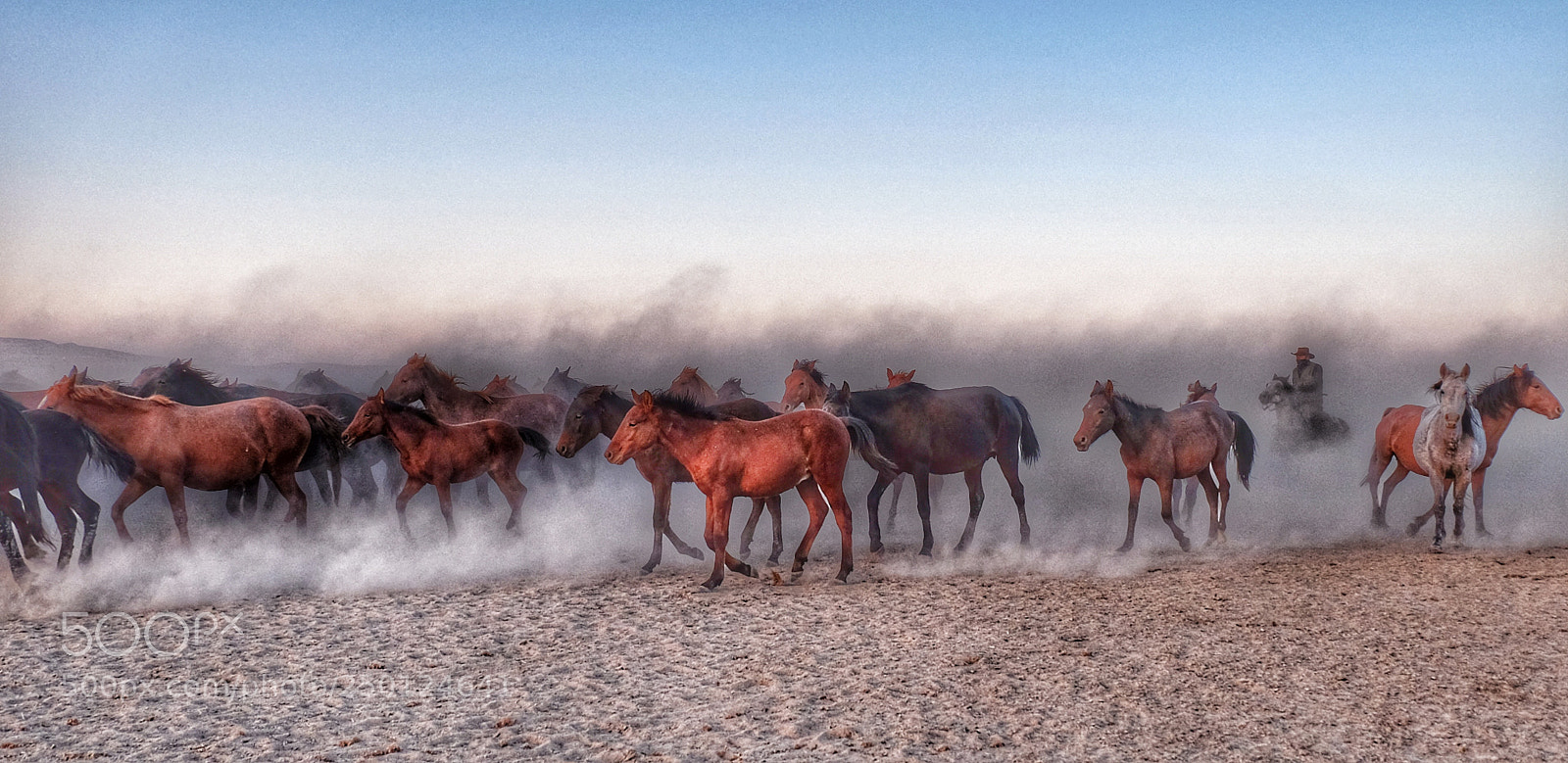 Fujifilm X-T10 sample photo. Horses photography