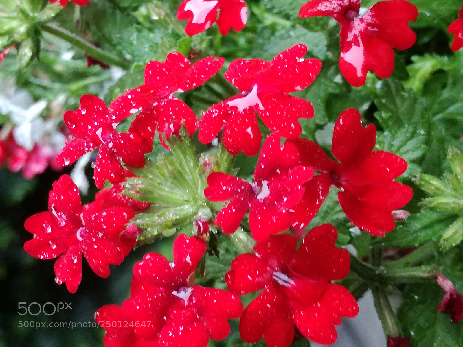 HUAWEI P9 LITE sample photo. Flower. photography
