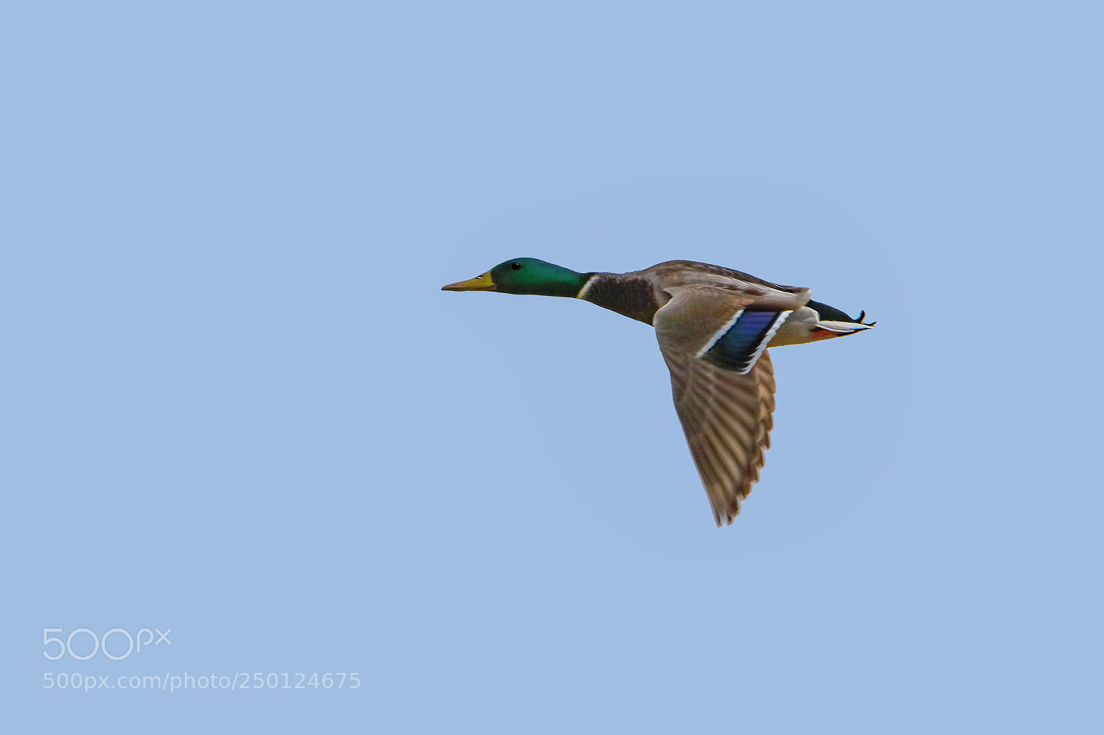 Canon EOS 7D Mark II sample photo. Mallard duck photography