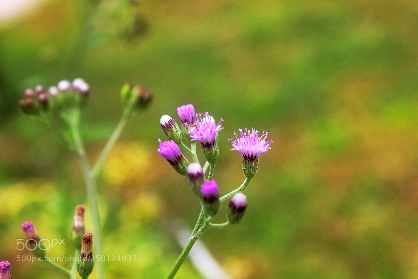 Canon EOS 550D (EOS Rebel T2i / EOS Kiss X4) sample photo. Simply beauty photography