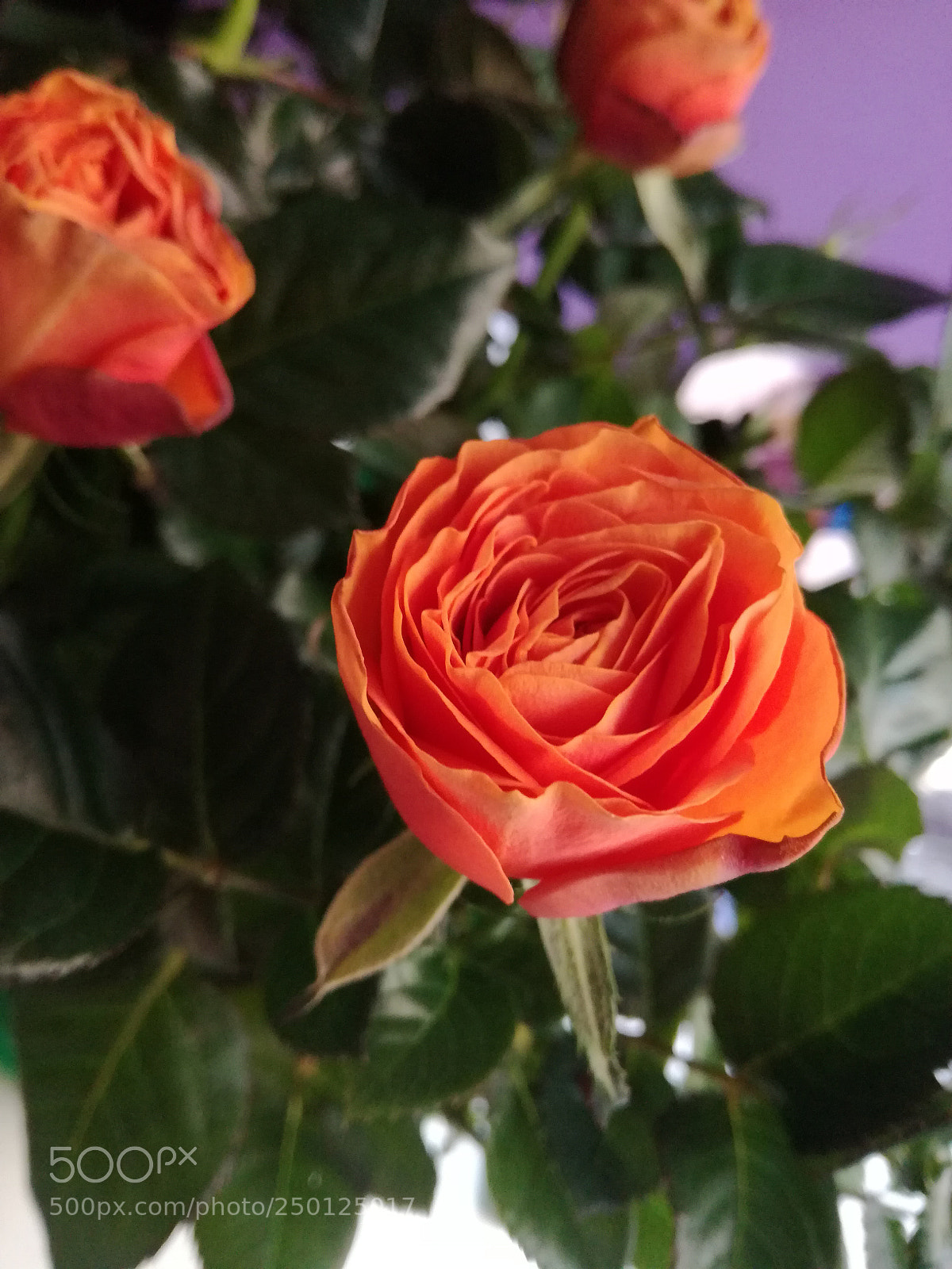 HUAWEI P9 LITE sample photo. Roses. photography