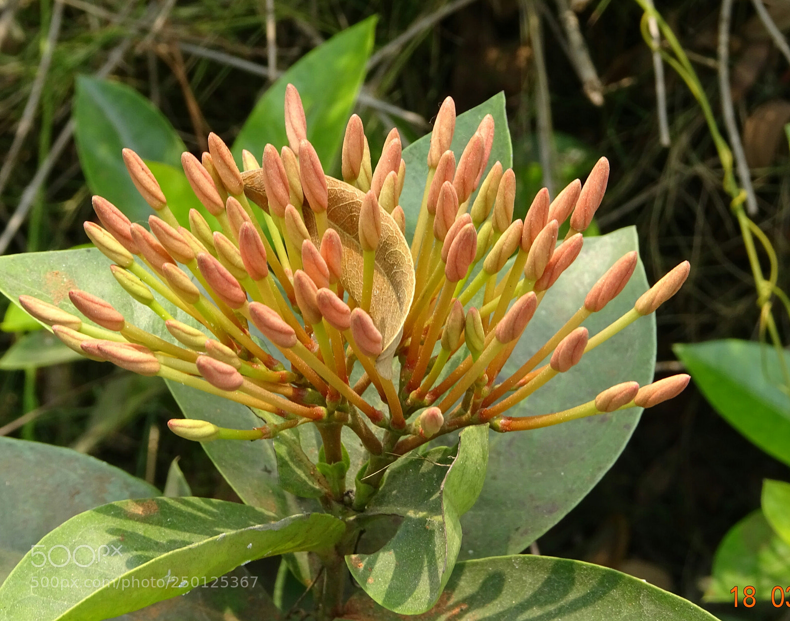 Sony DSC-HX60V sample photo. Flowers photography