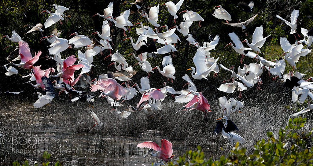 Canon EOS 5D Mark IV sample photo. Lets fly! photography