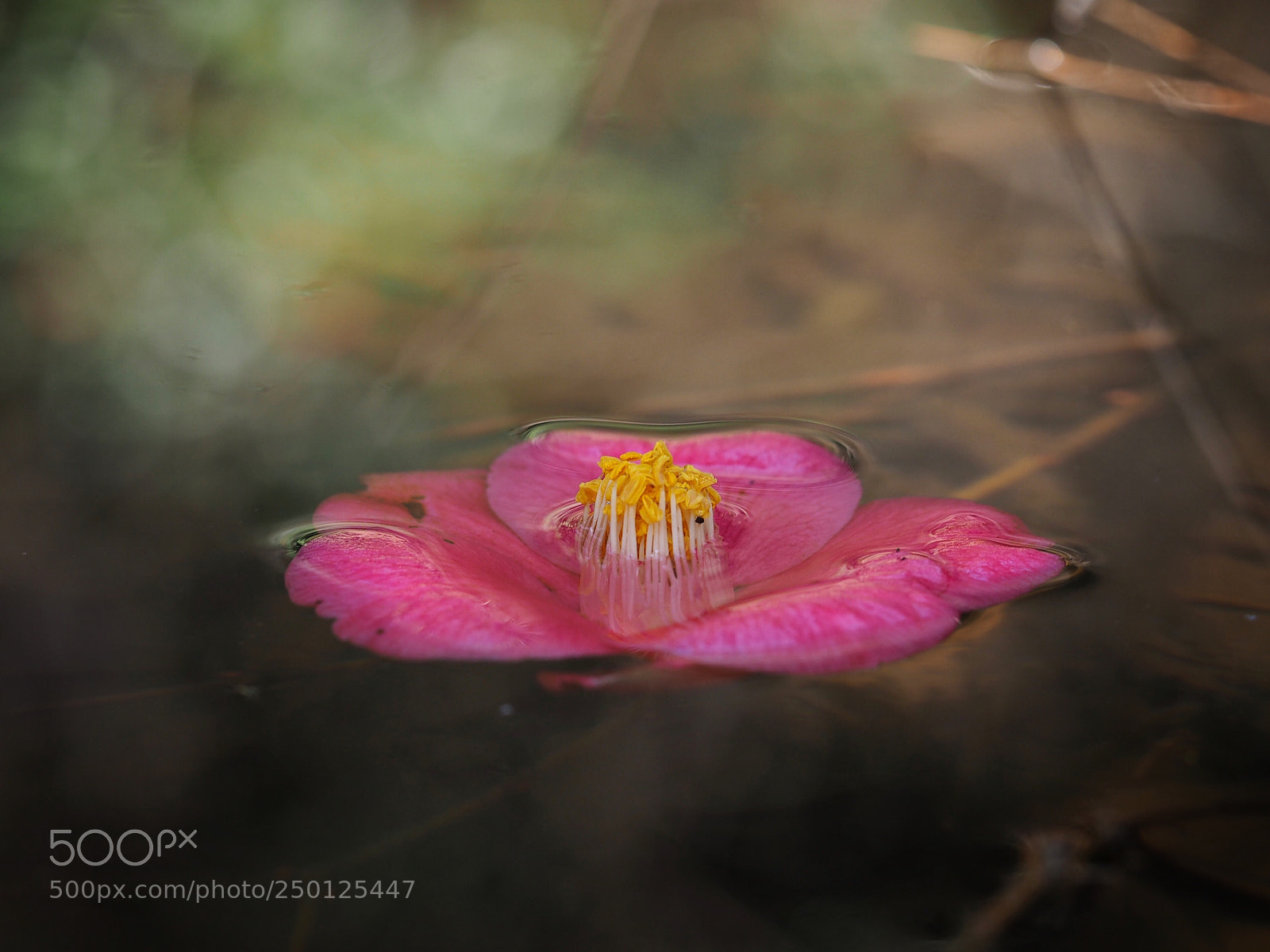 Olympus PEN E-PL7 sample photo. A sinking camellia photography