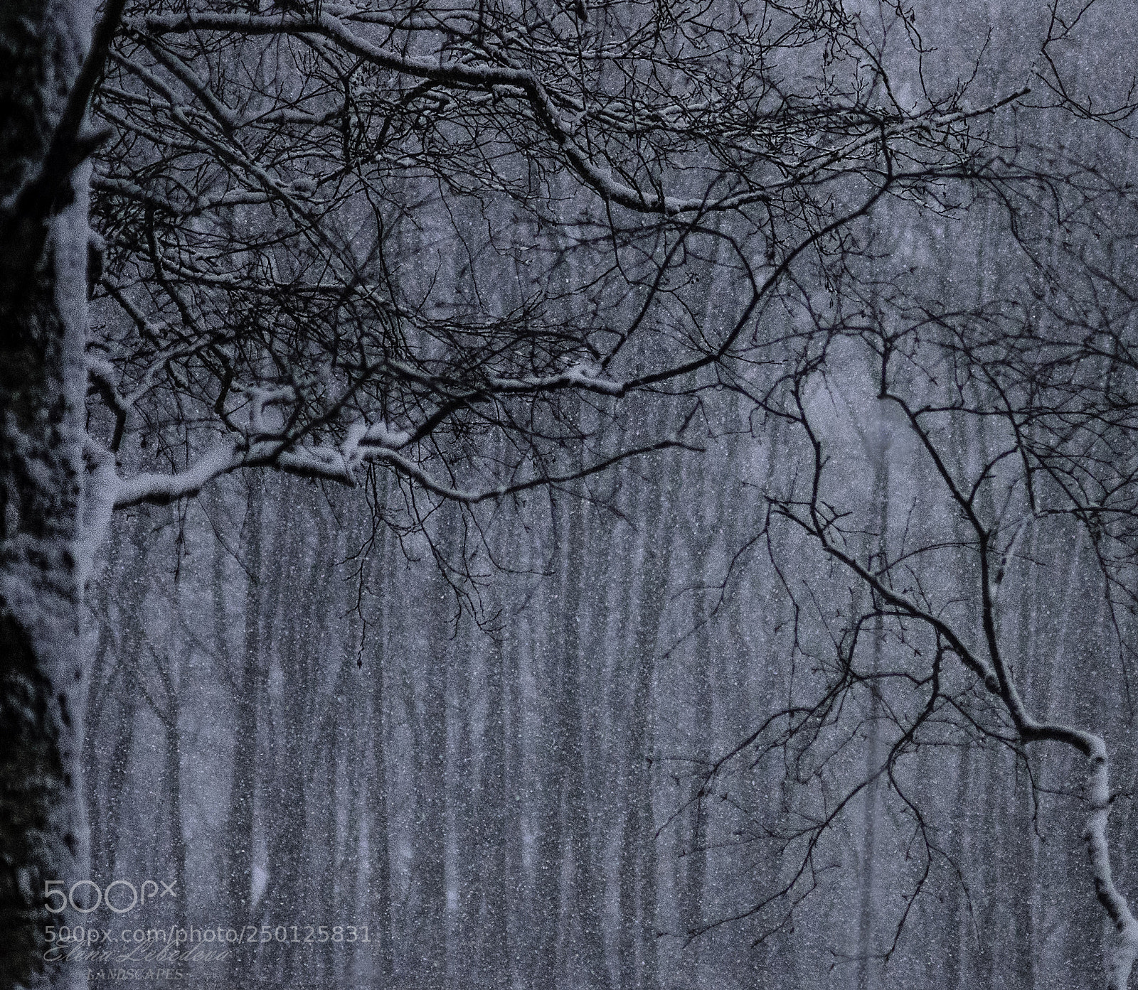 Nikon D7000 sample photo. Snowfall photography