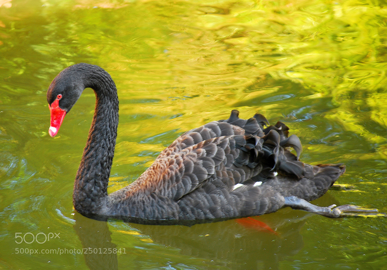 Nikon D60 sample photo. Beauty black swan photography