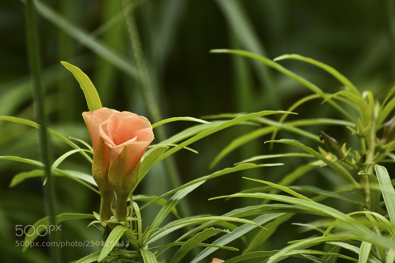 Nikon D7100 sample photo. Par perfeito. photography