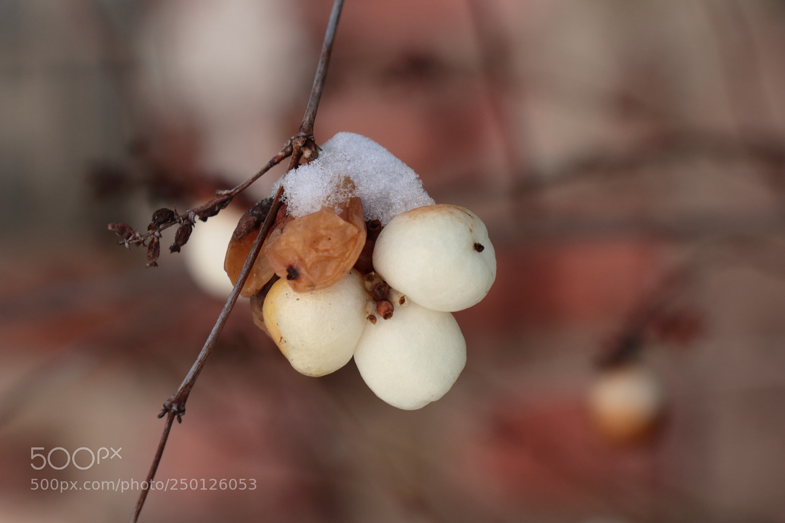 Canon EOS 80D sample photo. Snow on head photography