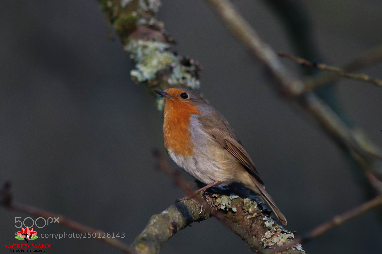 Canon EOS 77D (EOS 9000D / EOS 770D) sample photo. Spring robin photography