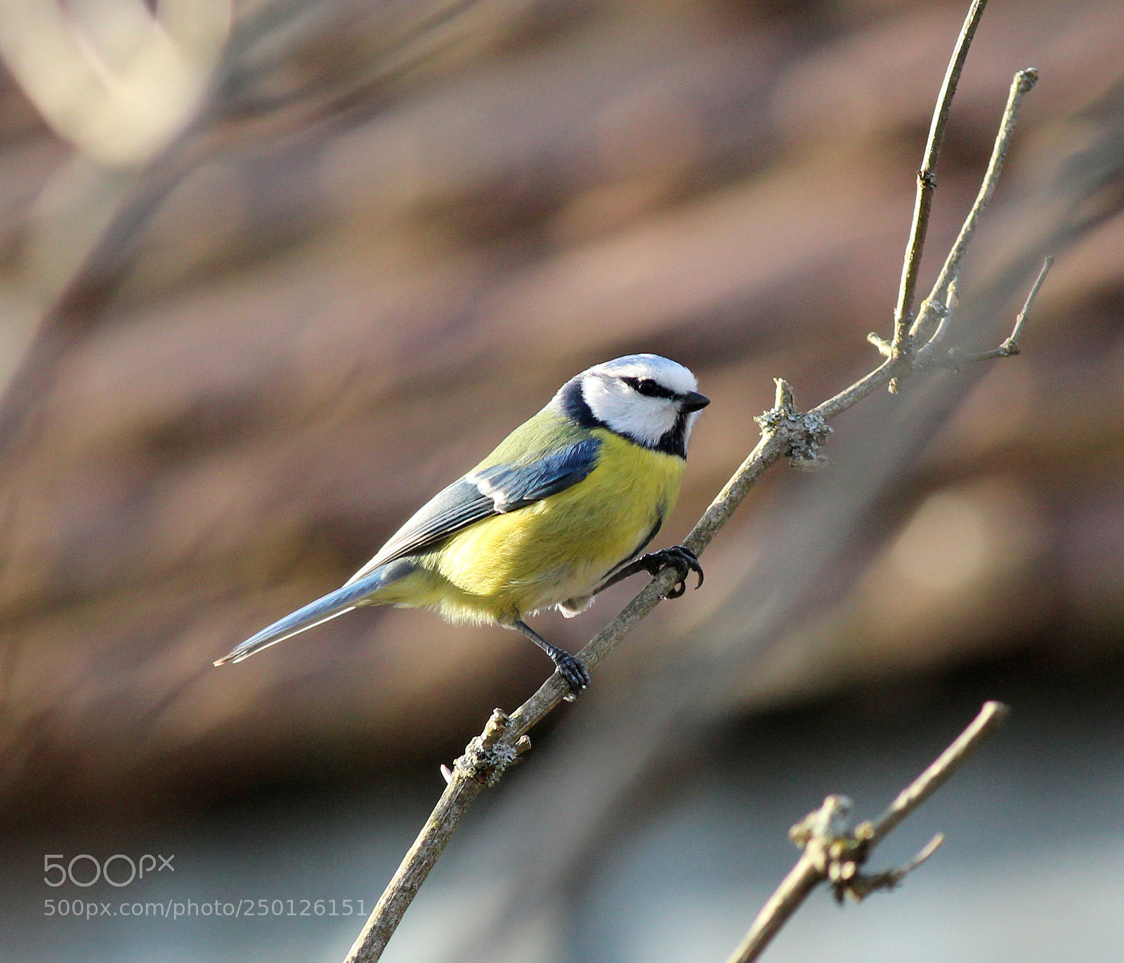 Canon EOS 600D (Rebel EOS T3i / EOS Kiss X5) sample photo. Hoping for spring photography