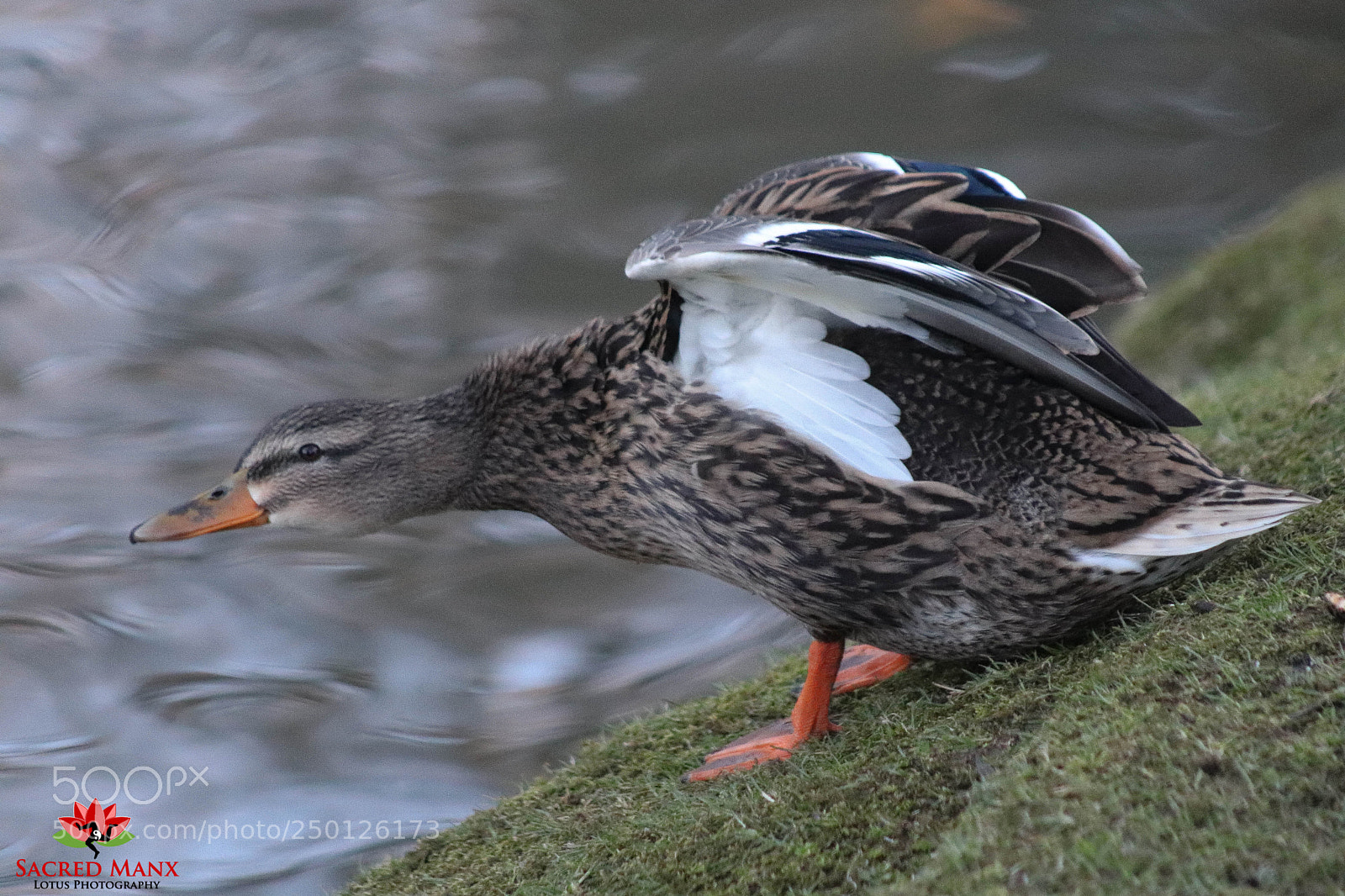 Canon EOS 77D (EOS 9000D / EOS 770D) sample photo. Pond life photography