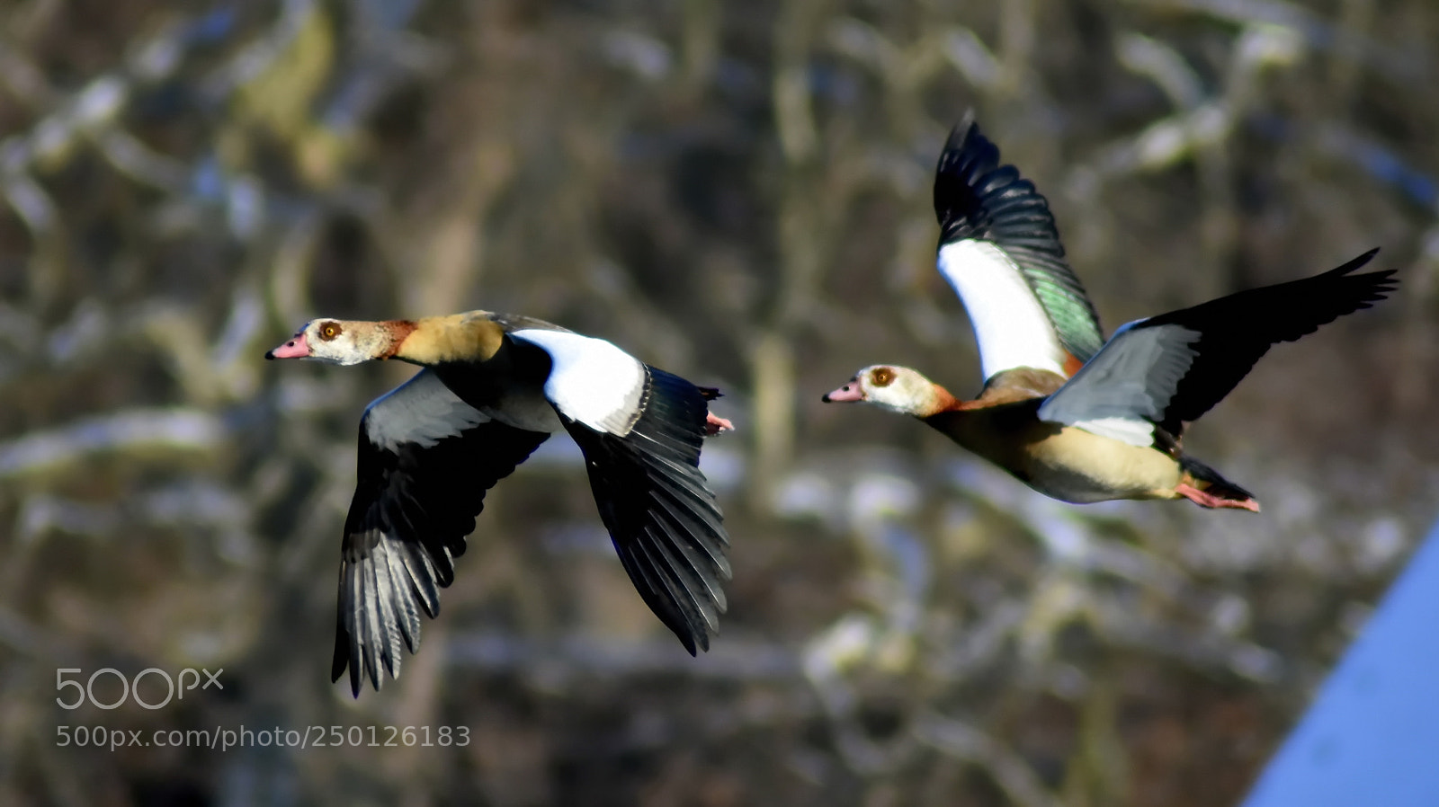 Nikon D3400 sample photo. Flight of anger. photography