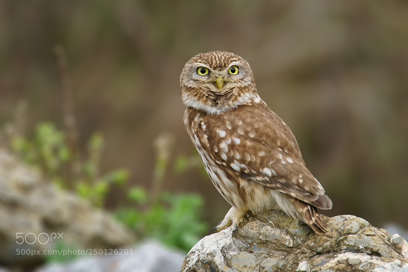 Sony ILCA-77M2 sample photo. Little owl/athene noctua photography