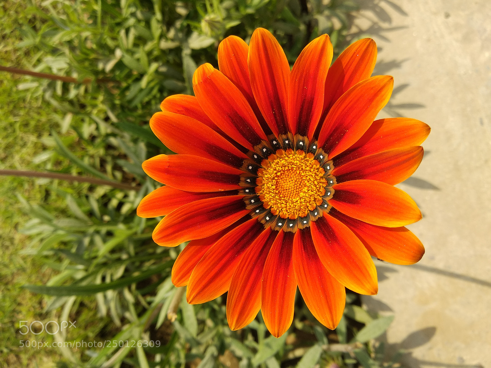 Xiaomi Mi A1 sample photo. Untitled photography