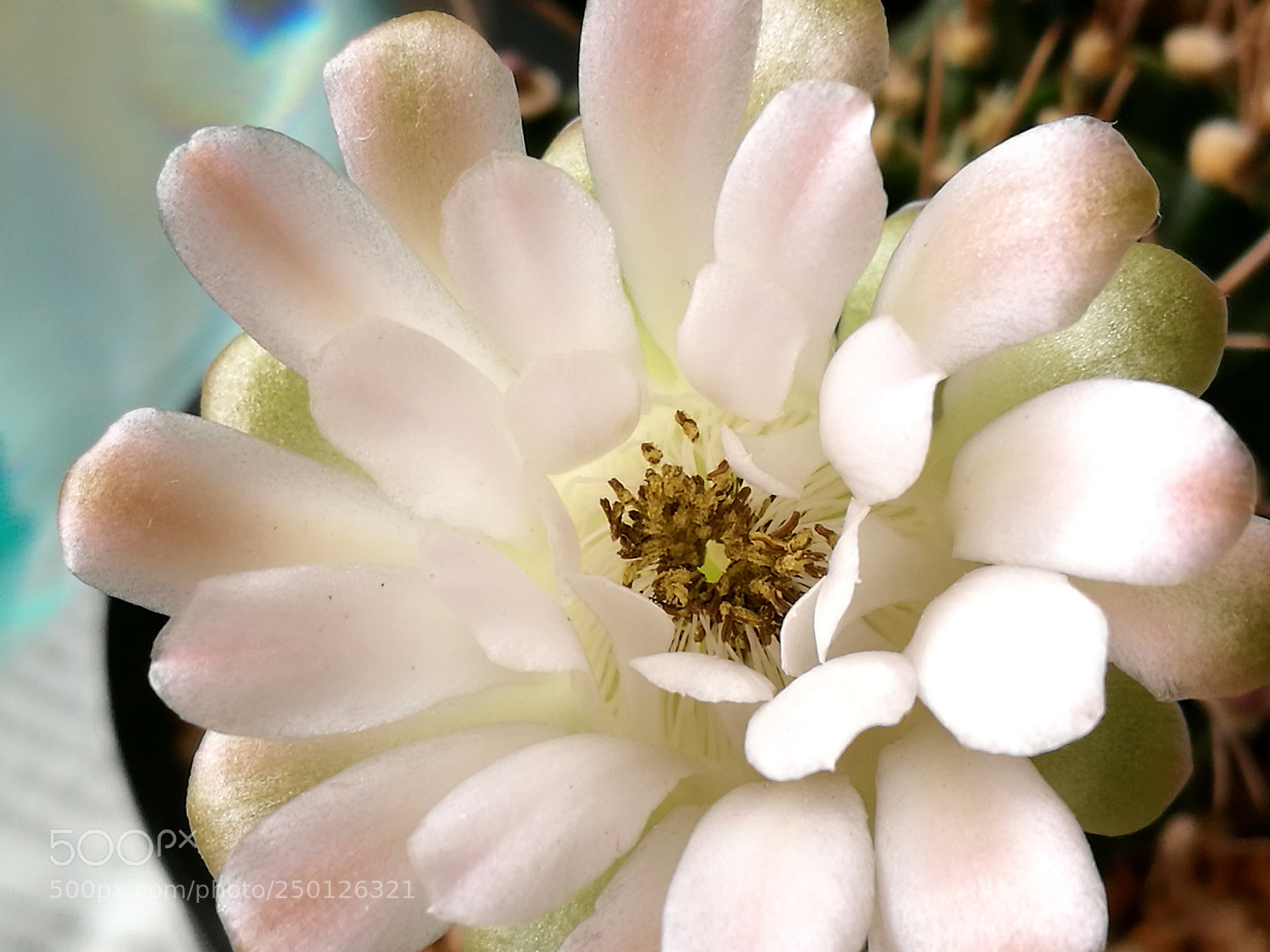 HUAWEI P9 Plus sample photo. Untitled photography