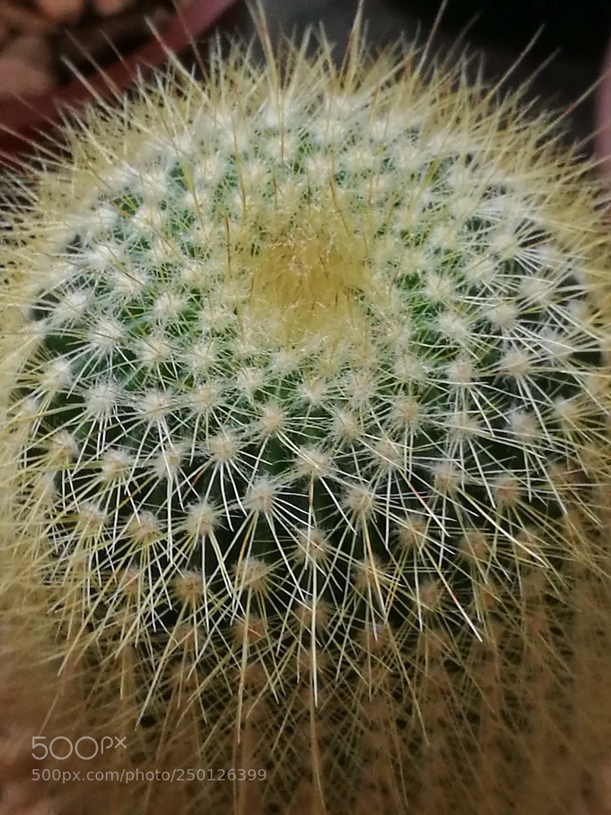HUAWEI P9 Plus sample photo. Untitled photography