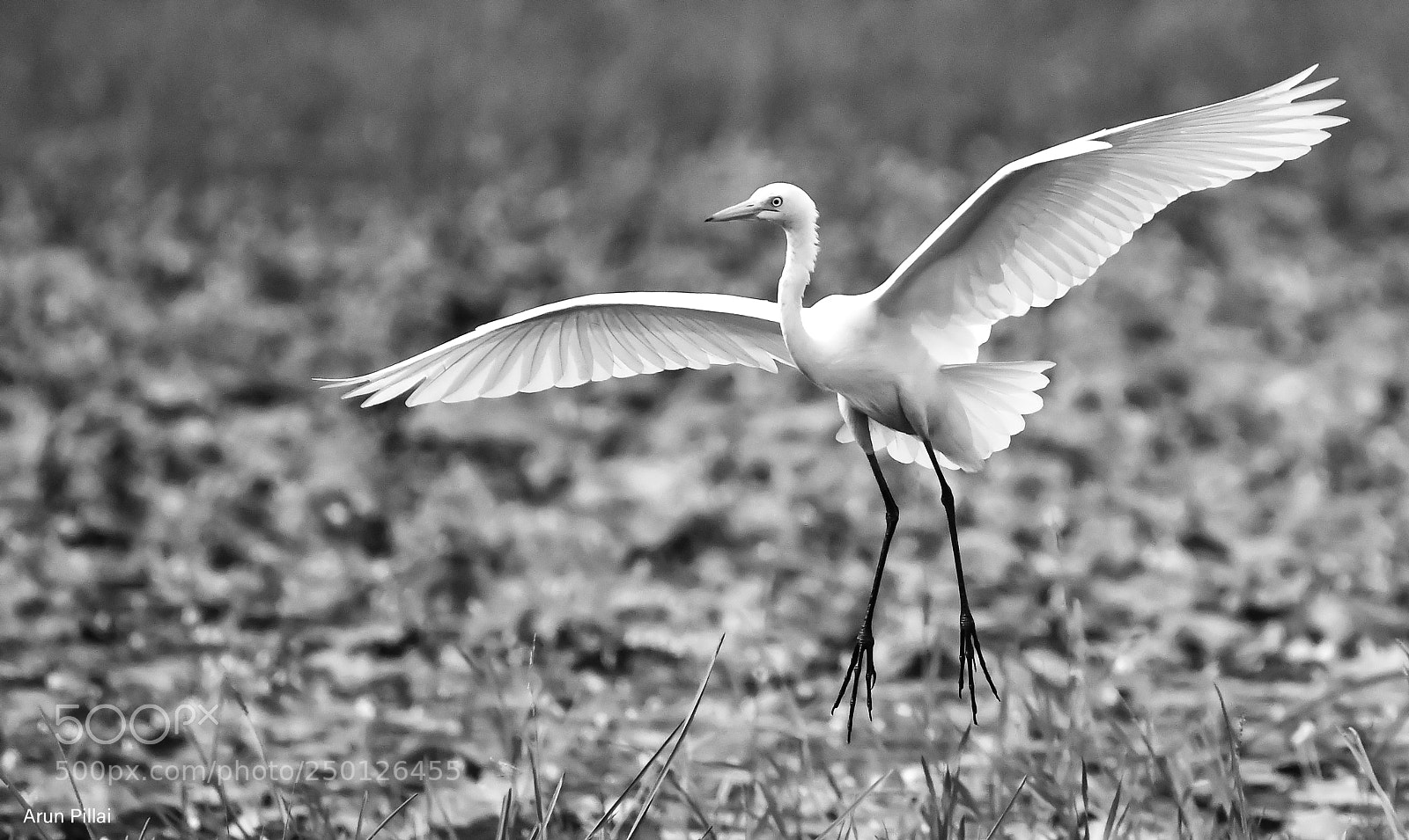 Nikon D500 sample photo. Egret photography