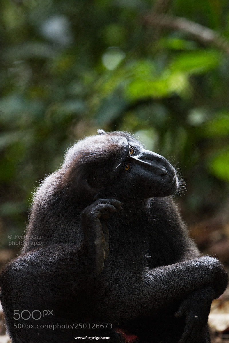 Canon EOS 7D sample photo. The thinker photography