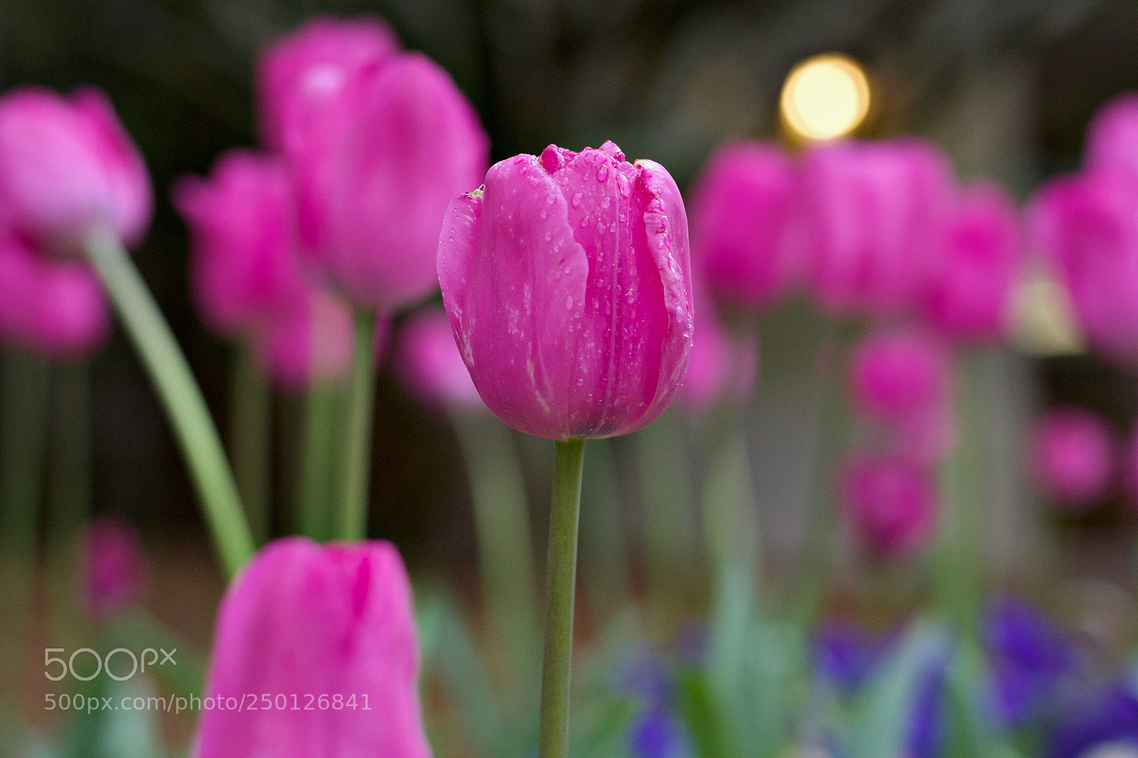 Canon EOS 60D + Canon EF 50mm F1.8 STM sample photo. Roses are pink... photography
