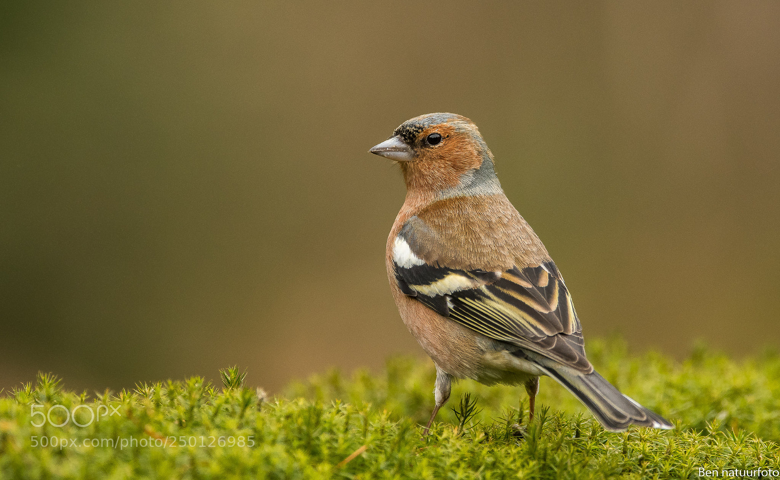 Nikon D500 sample photo. Common chaffinch photography