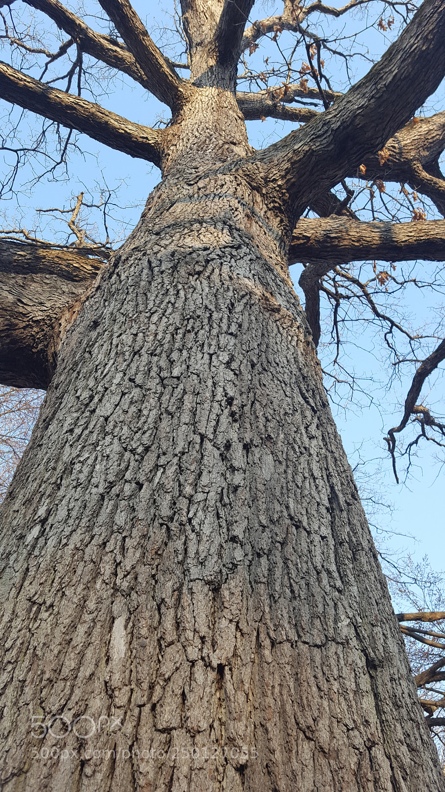 Samsung Galaxy S6 sample photo. Demands respect photography