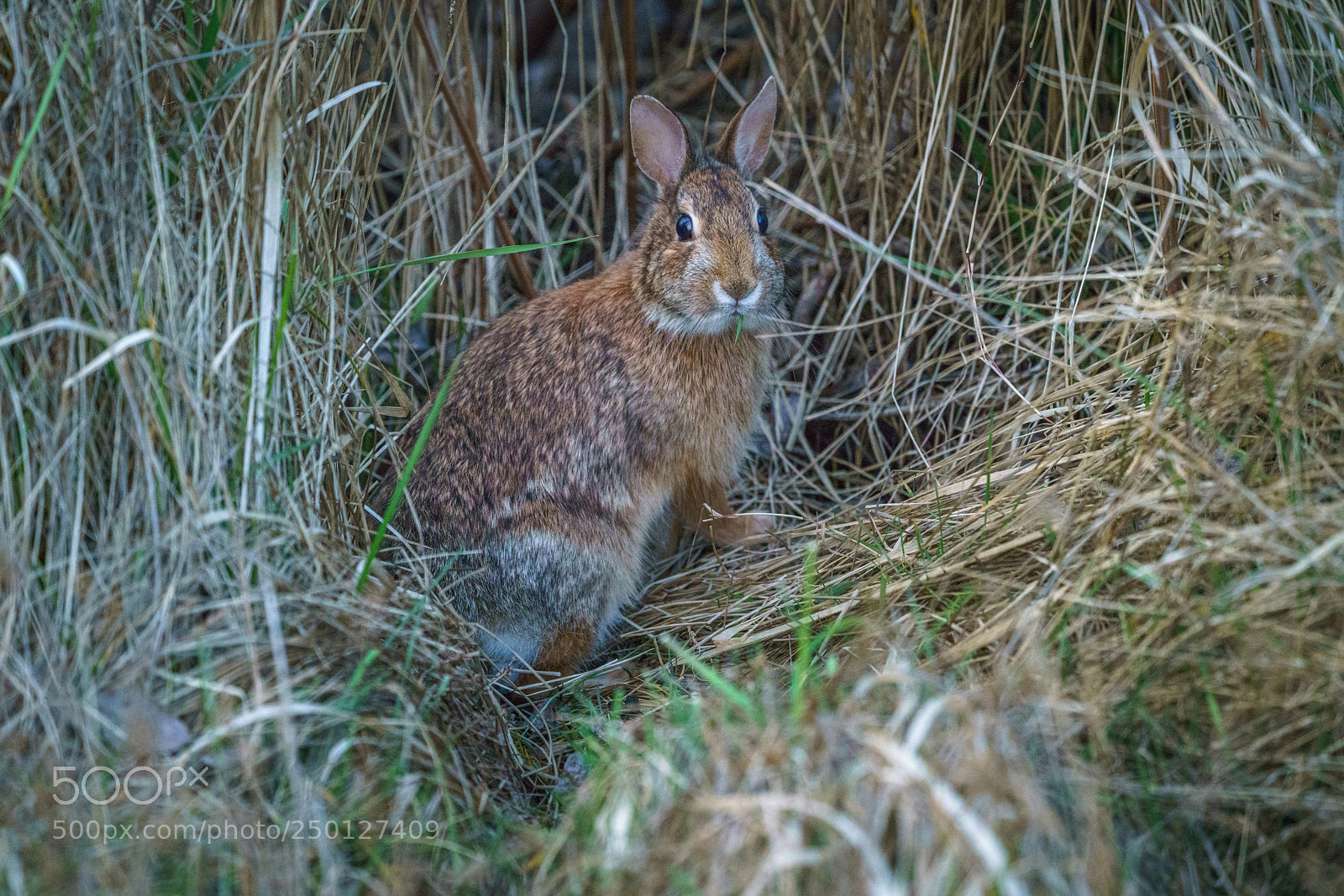 Sony a7R III sample photo. Nuttall's cottontail photography