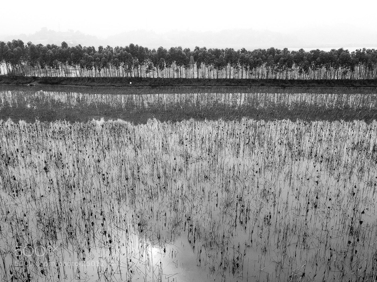 DJI FC220 sample photo. Flower field in vietnam photography