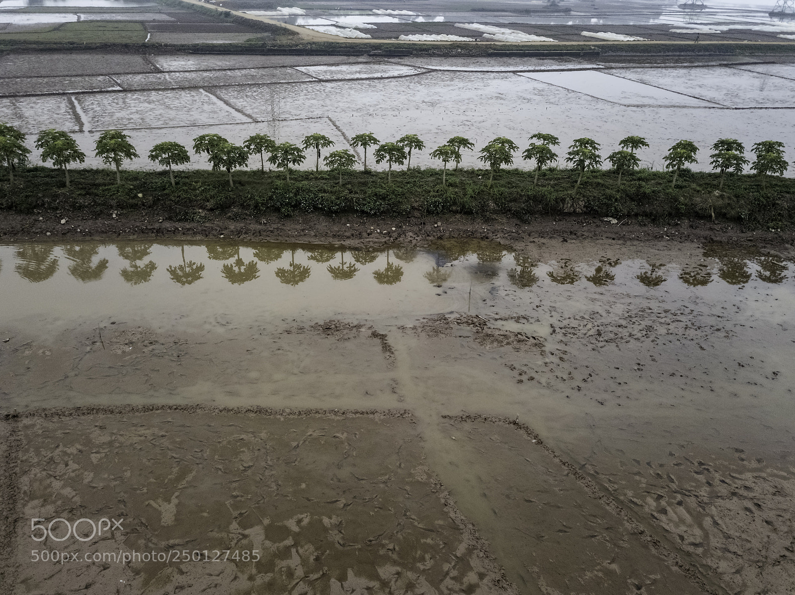 DJI FC220 sample photo. Trees with reflection between photography