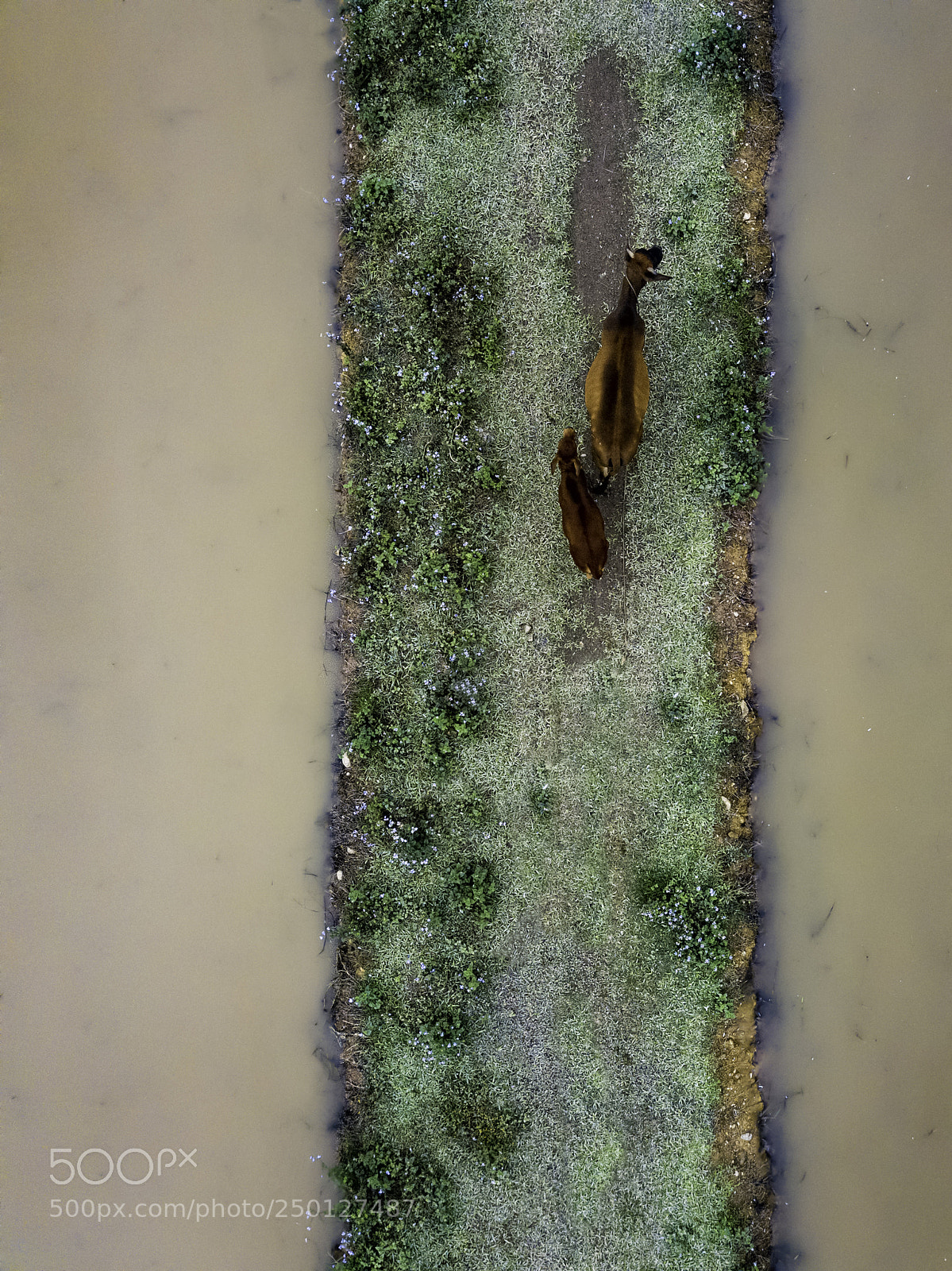 DJI FC220 sample photo. Drone view of cow photography