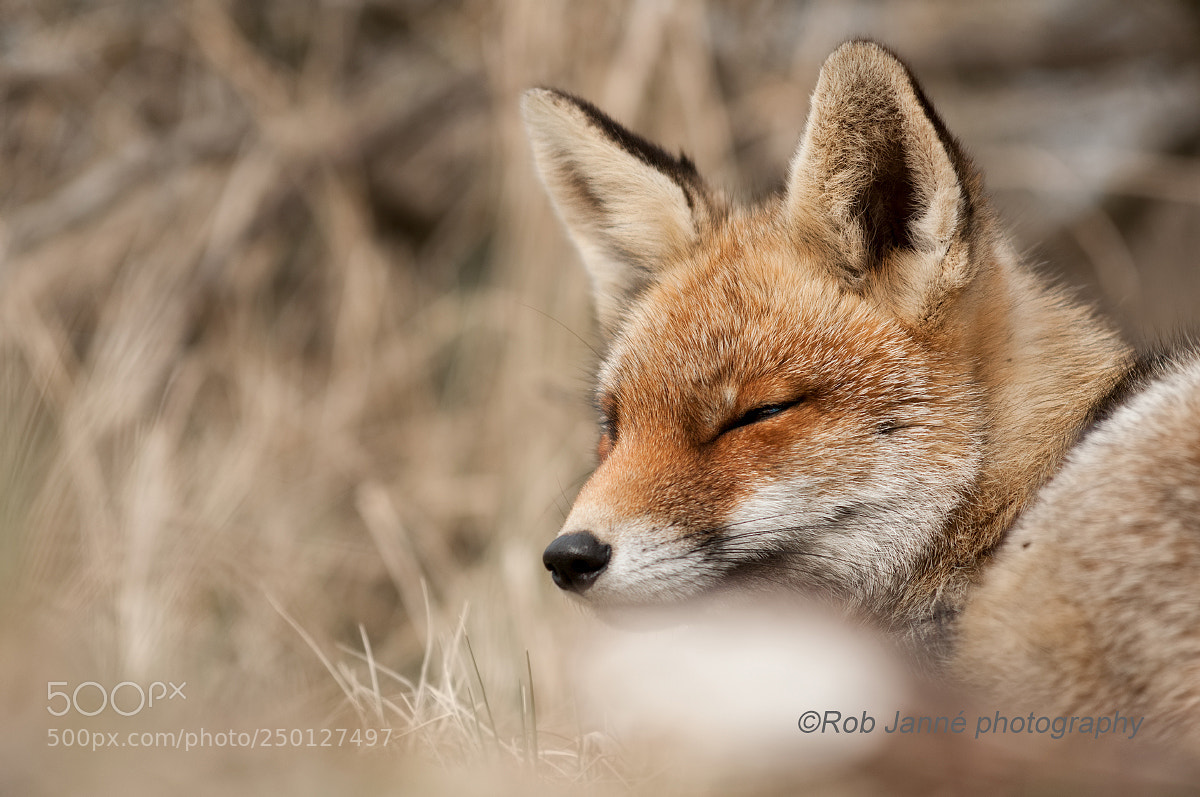 Nikon D300 sample photo. Dreaming fox photography