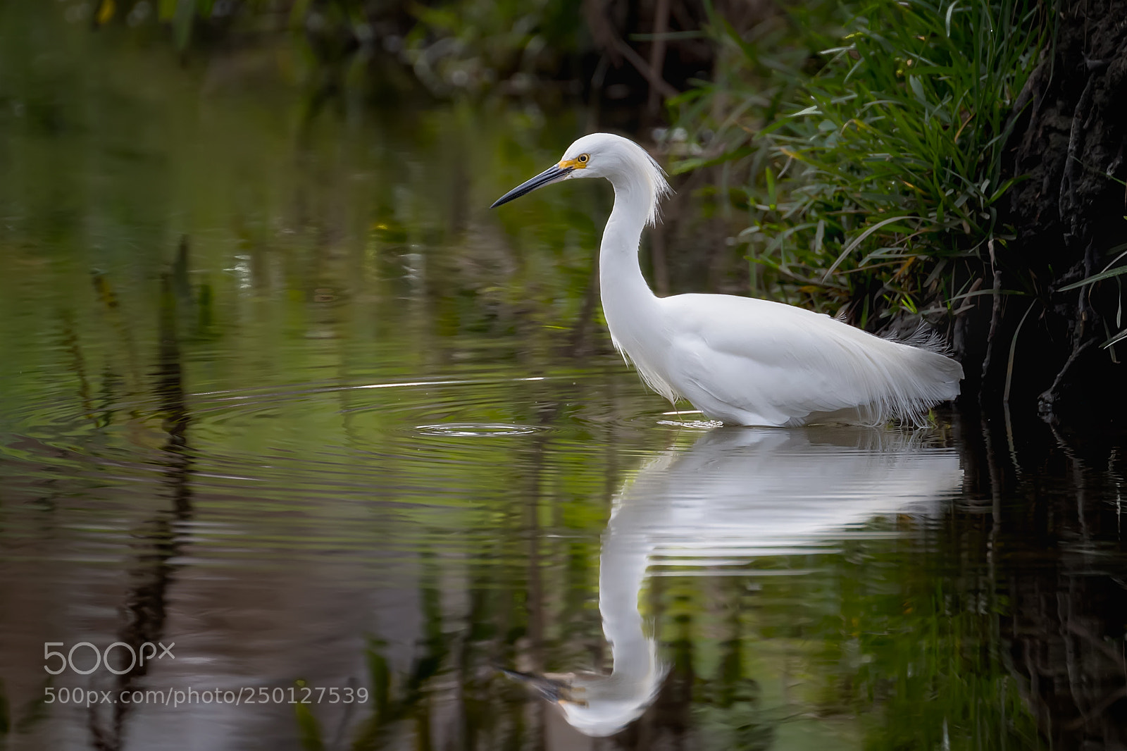 Nikon D5 sample photo. Egret reflections photography