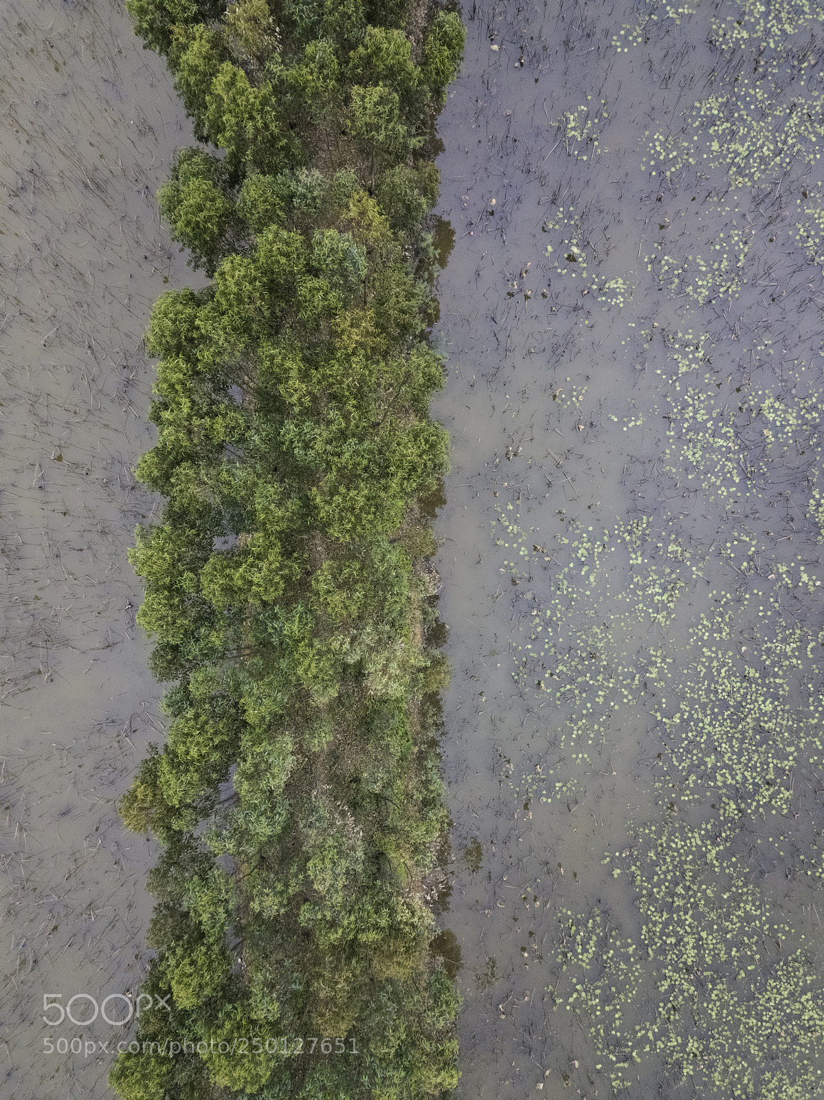 DJI FC220 sample photo. Drone view of row photography