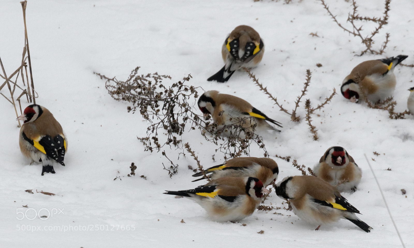 Canon EOS 7D Mark II sample photo. Goldfinches photography