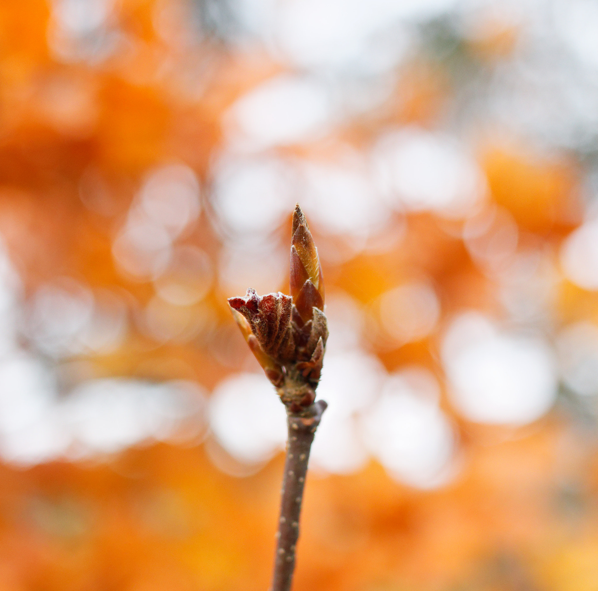 Canon EF-S 24mm F2.8 STM sample photo. Give winter the finger! photography