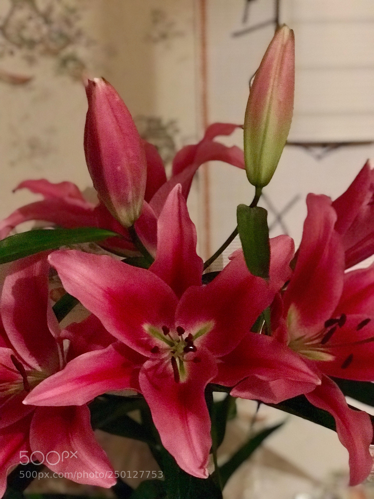 Apple iPhone 7 Plus sample photo. Untitled photography