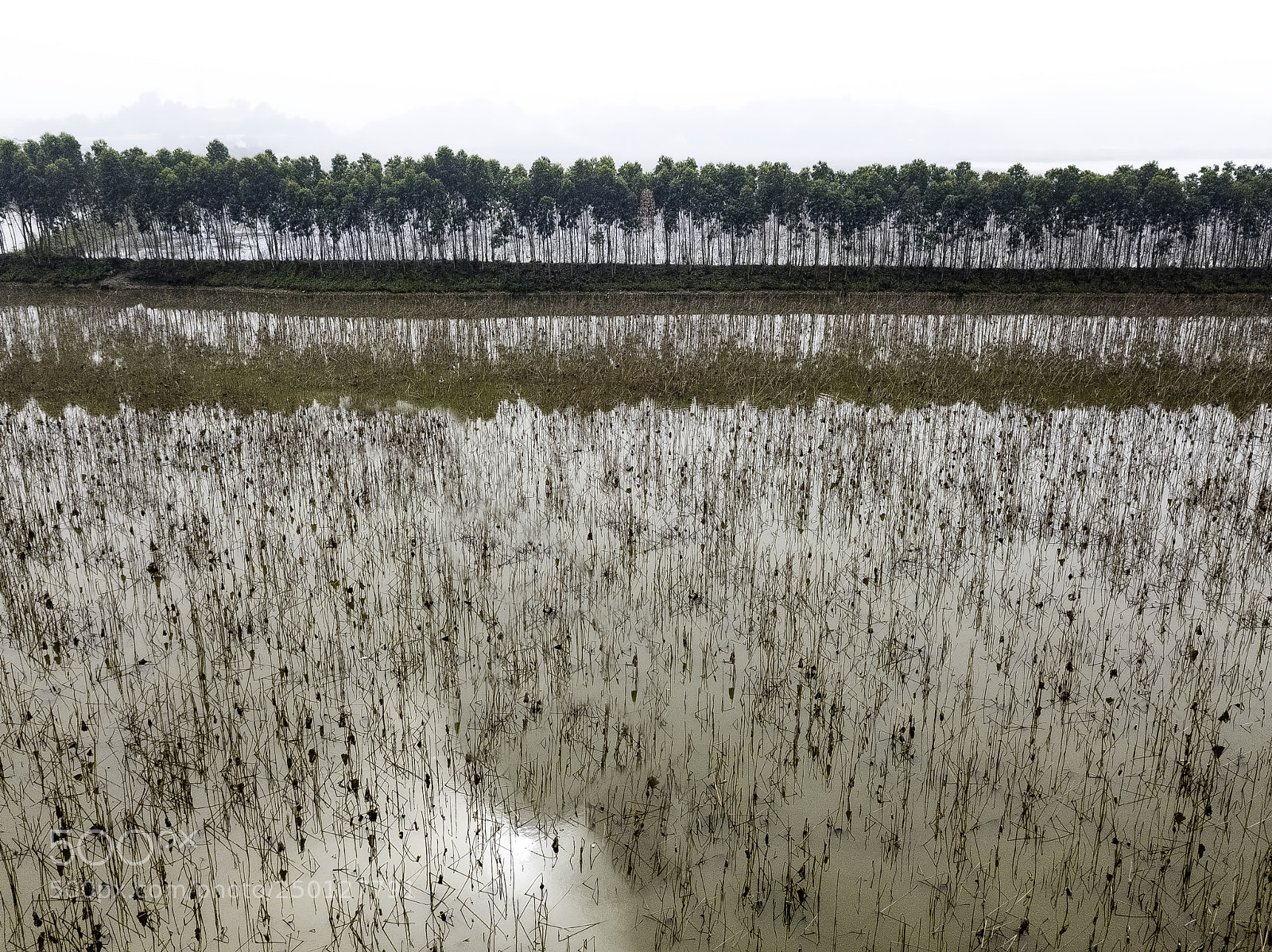 DJI FC220 sample photo. Row of trees reflection photography