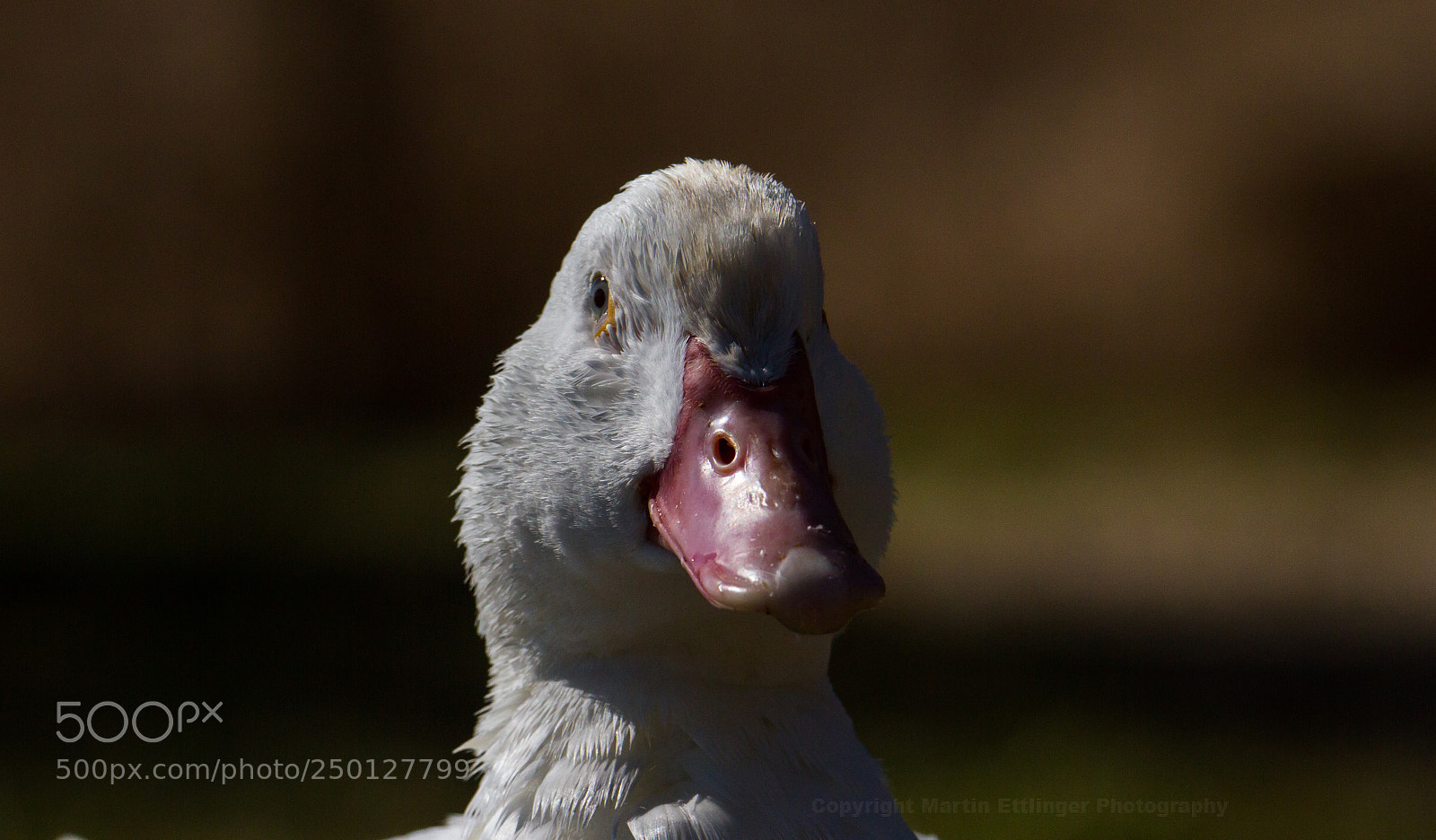 Canon EOS 7D sample photo. Portrait feral domestic duck photography