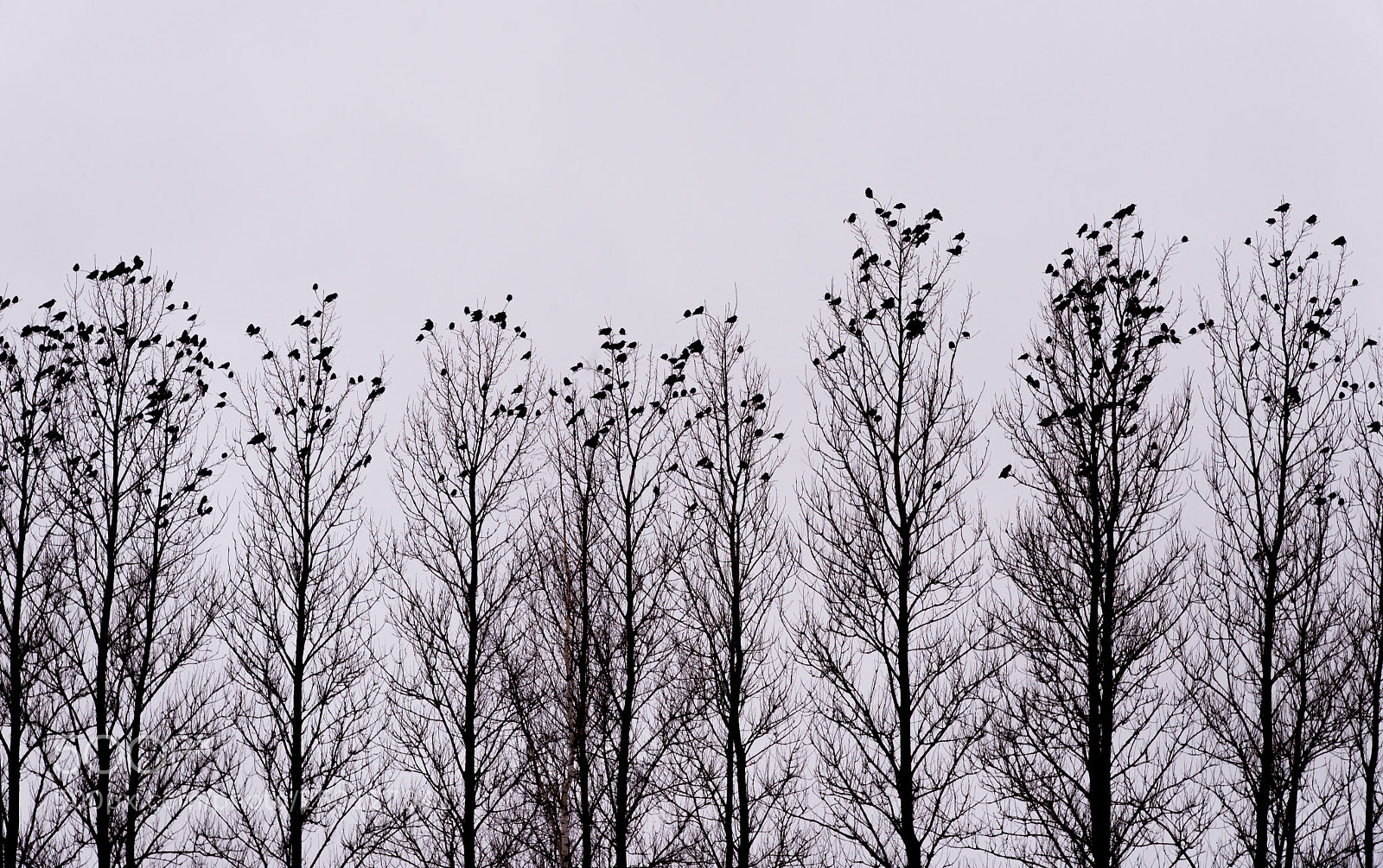 Nikon D610 sample photo. Crows on tree tops photography