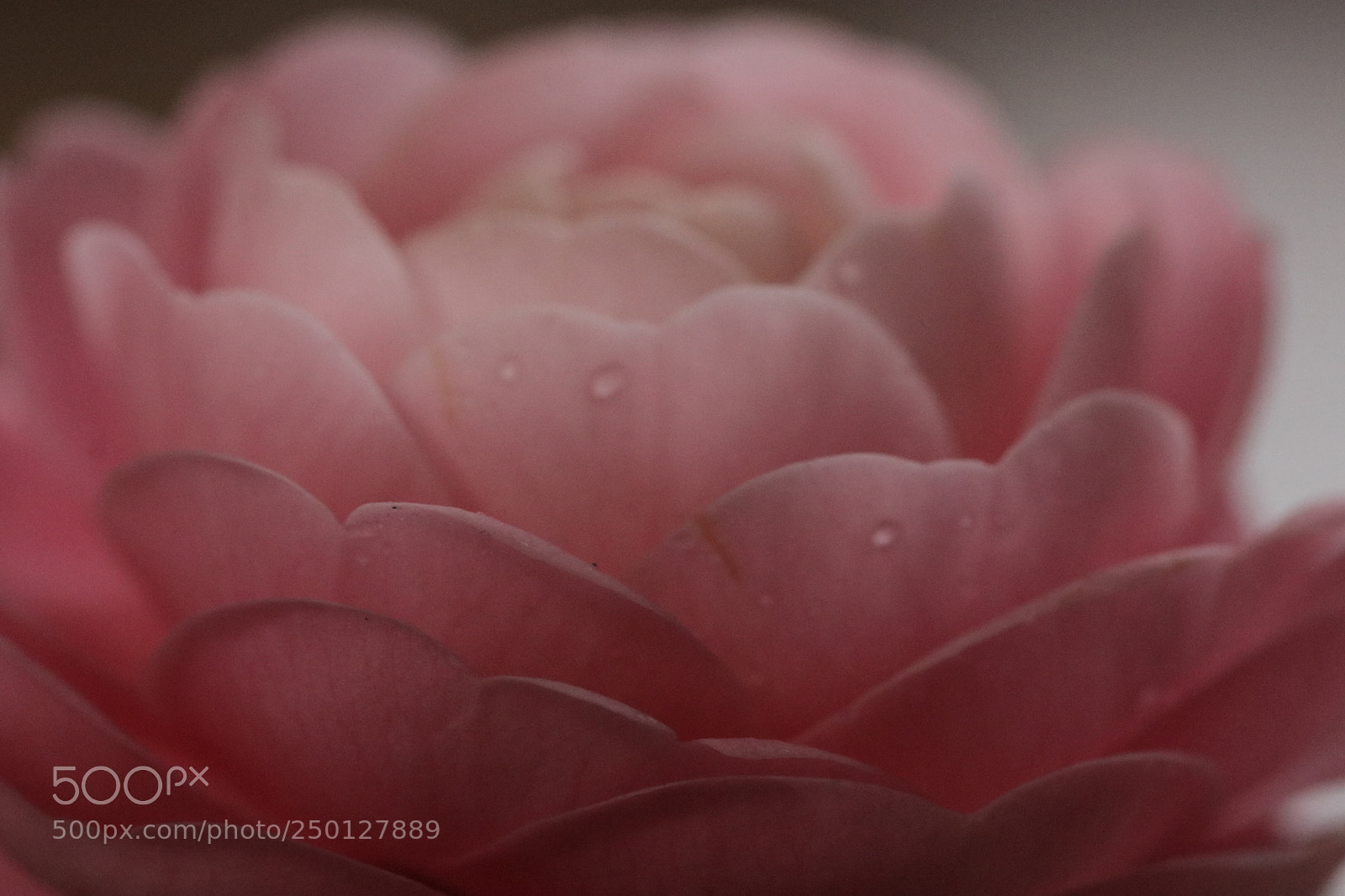 Canon EOS 80D sample photo. Untitled photography
